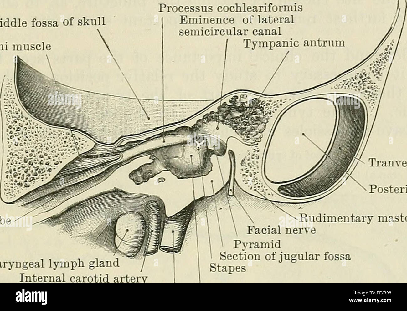 Cunningham's Text-book de l'anatomie. L'anatomie. Le CEANIUM. 1367 Le RCIP  peut provoquer une fracture de la plaque du tympan ainsi que la base du  crâne, que la douleur sur la mastication