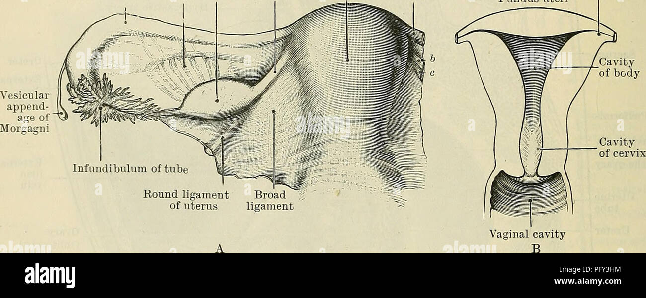 . Cunningham's Text-book de l'anatomie. L'anatomie. 131 : le système génital-UKINO. contre elle, est déprimé pour former un peu de fossa appelé Le fossa ovarii, dans lequel l'ovaire est placé. Dans le plancher de cette fossa sont le nerf obturateur et les navires. L'extrémité tubaire de l'ovaire se situe au-dessous du niveau de l'iliaque externe et de ses navires, l'extrémité de l'utérus est placé juste au-dessus du niveau du péritoine couvrant le plancher pelvien. Le fossa ovarii, dans lequel se trouve l'ovaire, s'étend aussi loin que possible vers l'artère ombilicale oblitérée le, et en arrière jusqu'à l'uretère et les vaisseaux de l'utérus. Ainsi Banque D'Images