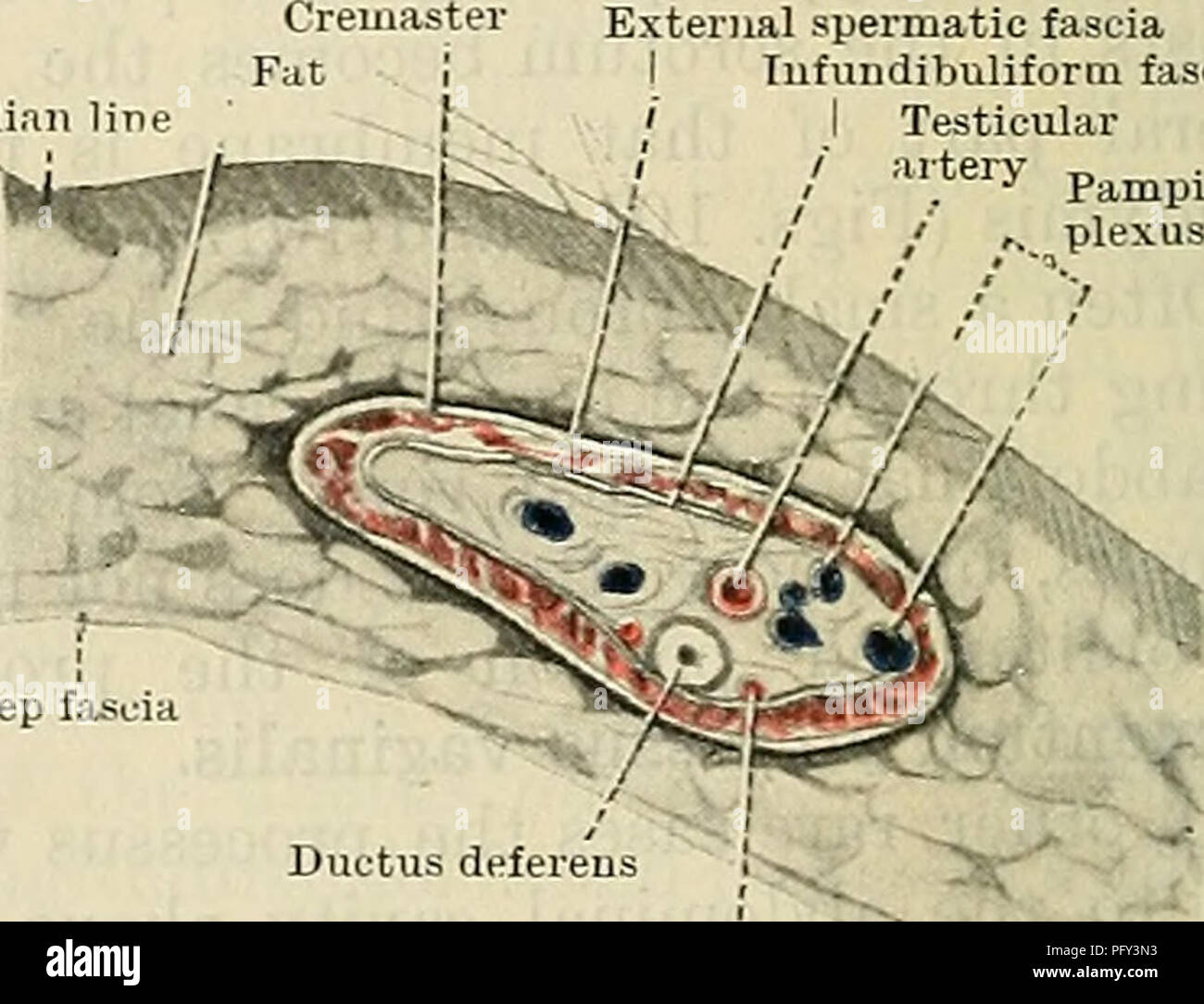 . Cunningham's Text-book de l'anatomie. Anatomie. ax. Cavité abdominale. p.v. Processus vaginalis. t. Testicule. s. Scrotum. t.v. Tunique. x. Kudimentum pro- cessus vaginalis. Fascia spermatique externe J'Tnfundibuliform Pampinilon l'artère testiculaire je fascia / plexus Funiculus ,.v (Spermaticus cordon spermatique). Les testicules dans son cours vers le bas à travers la paroi abdominale dans le scrotum prend son conduit-il avec le canal déférent-sang et les vaisseaux lymphatiques, et les nerfs de l'approvisionnement. Toutes ces se trouvent ensemble dans le canal inguinal qui traversent la paroi abdominale, et lorsqu'ils quittent le canal par le Banque D'Images