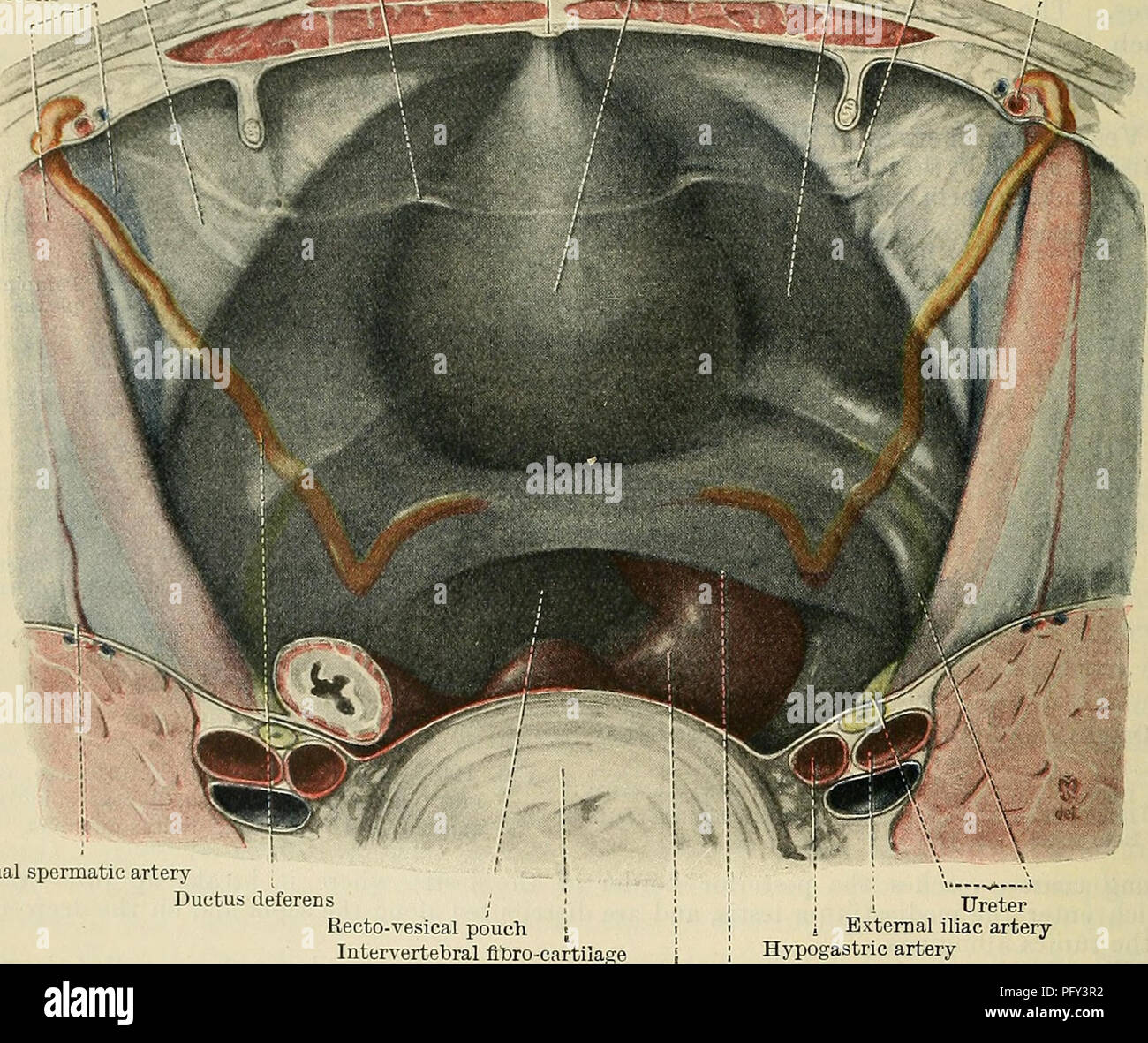 *Le Text-book of Anatomy de Cunningham* fournit des descriptions détaillées de l'anatomie humaine, y compris le système urogénital. Il explique le chemin du canal déférent à travers le cordon spermatique, soulignant sa signification anatomique au cours des processus de reproduction masculins. Banque D'Images