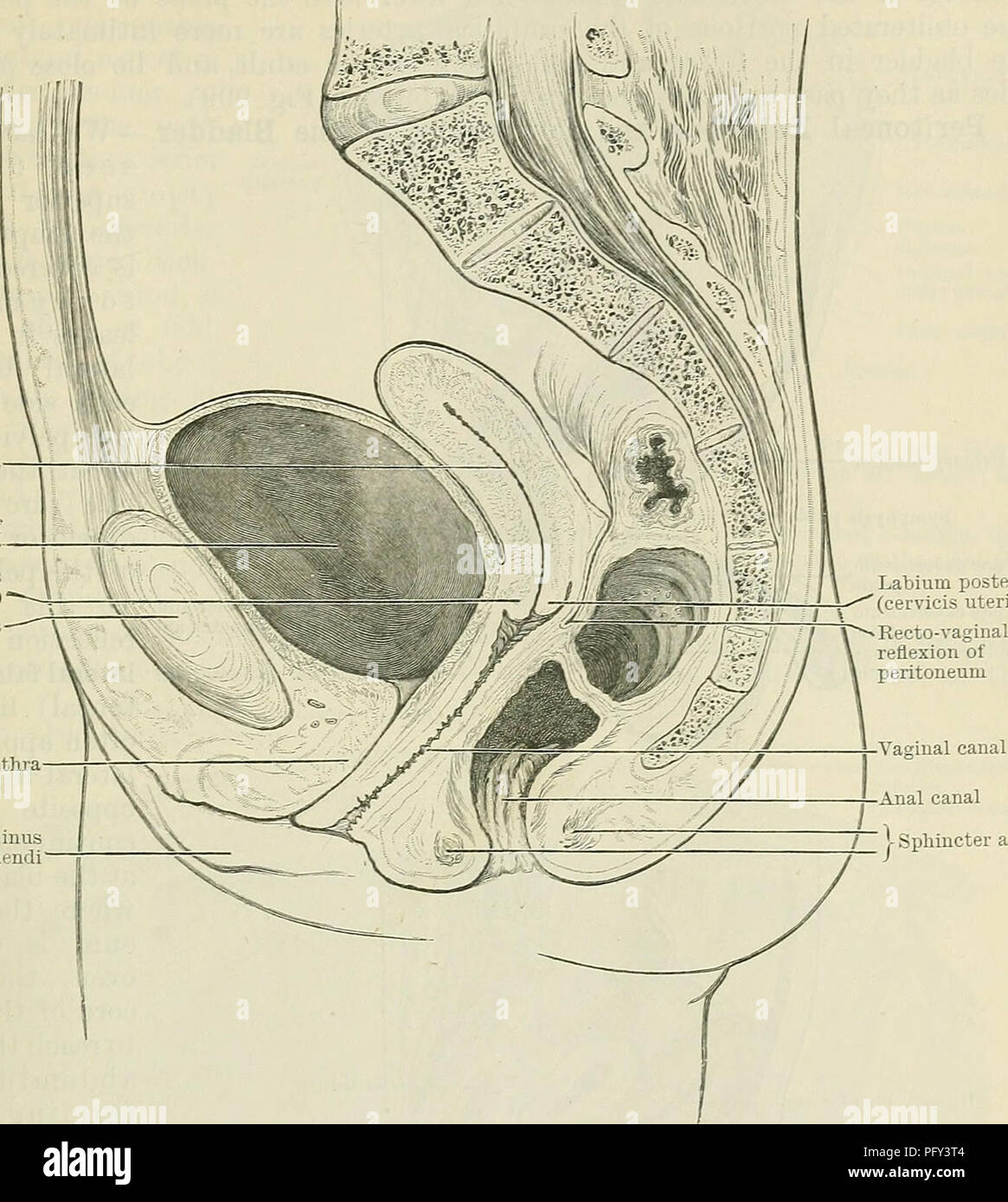 . Cunningham's Text-book de l'anatomie. L'anatomie. Le UEIXAKY 1279 vessie vessie dans le nouveau-né et du nourrisson à l'enfant.-a la naissance, l'utérus de la cavité vide / Cavité de vessie Labium anterius (utérus cervicis) Symphyse pubienne urètre Labium minus pudendi. Labium un quelconque (utérus cervicis)   J'sphincter anal paroi musculaire de l'uretère vessie Fig. 996.-La section médiane du bassin chez une femelle adulte. La cavité de l'utérus est indiqué. diagraniniatically- fusée est de la vessie ou de la forme d'une torpille, et l'axe, qui s'étend à partir du point de fixation de l'ouraque interne à l'ur Banque D'Images