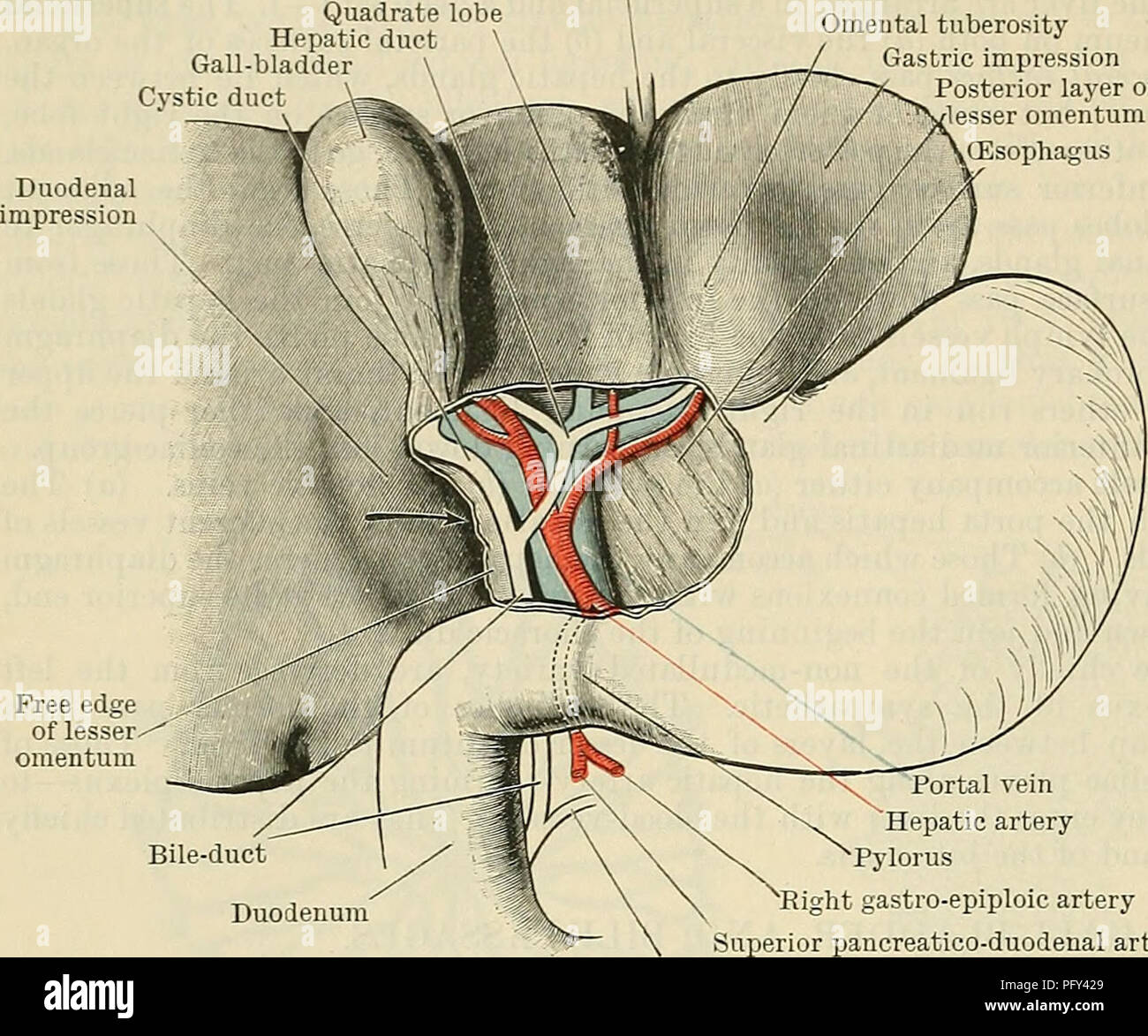 . Cunningham's Text-book de l'anatomie. L'anatomie. 1202 LE SYSTÈME DIGESTIF. Canal hépatique lobe courtement Vésicule biliaire la bourse omentale gastrique tubérosité postérieure des impression petit omentum oesophage du foie, sauf sur son aspect supérieur, qui est unie à la fossa de la vésicule biliaire par tissu aréolaire-. Parfois, mais rarement, cette surface est couverte également, et l'audace- ligament rond vessie . est alors suspendu à partir du foie par un ligament péritonéal court. Le fundus se trouve habituellement en contact avec la paroi abdominale antérieure, ou à être immédiatement- neath le point où le droit ver Banque D'Images