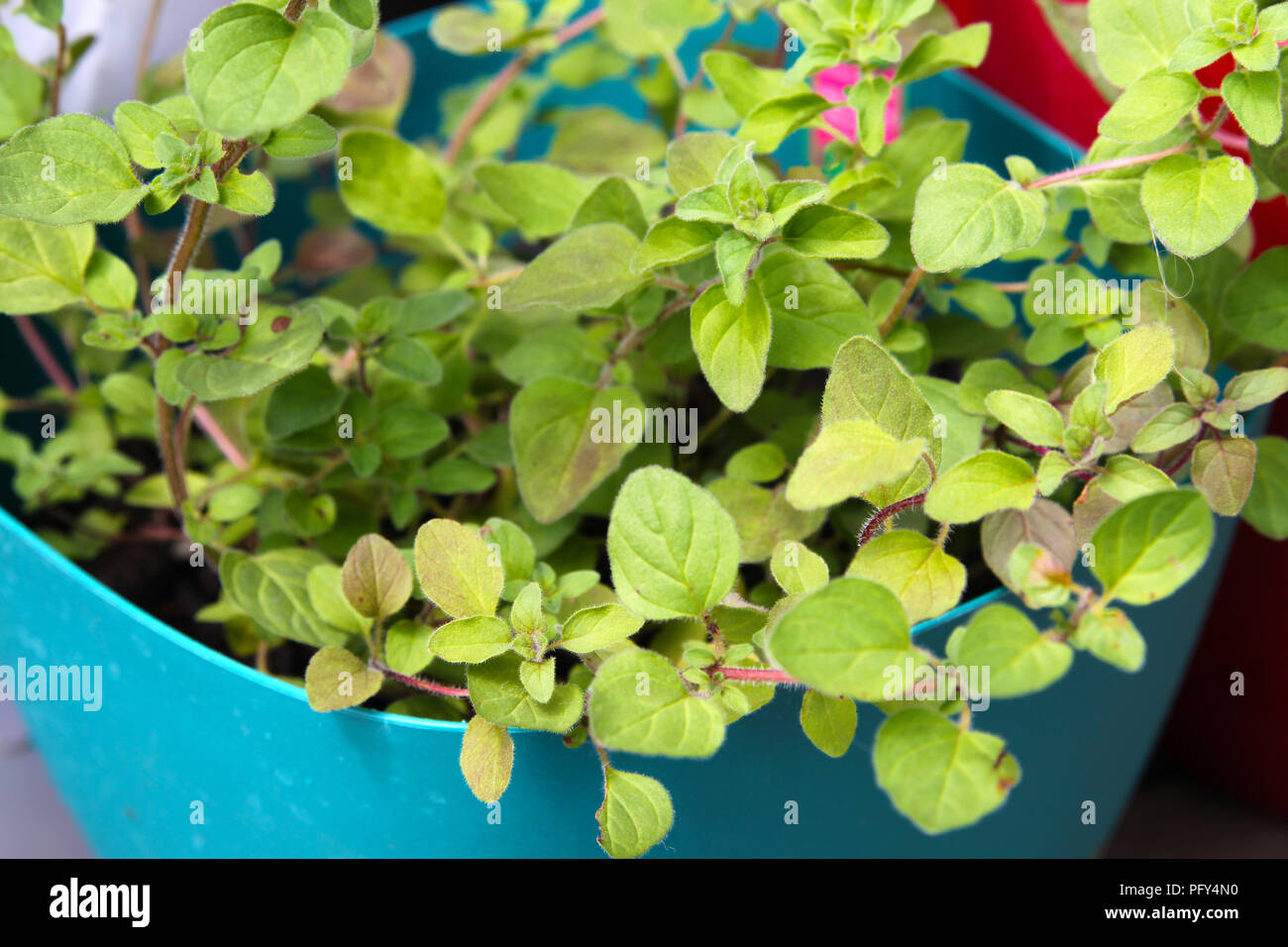 Parfumé, vert, l'origan grec frais en pot de jardin de fines herbes Banque D'Images