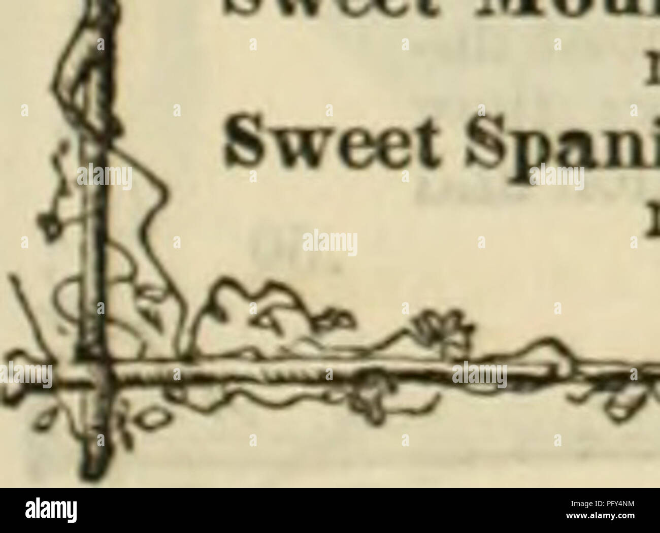 . Curtis, Cobb &AMP ; Washburn's amateur guide du cultivateur à la fleur et jardin de cuisine pour 1878. Pépinière Massachusetts catalogues ; graines de fleurs ; Catalogues Catalogues jardins familiaux. Par qt. McLean's petite perle. Un nain, prolifique, preen froissé Jlnrrow ; habitude similaire à llock'une gemme ou Tom Pouce, et constitue une première au début, la taille d'un pied du variateur d'McLean. Un nain froissé vert ; beaux-liavor moelle ; gousses longues, bien rempli ; prolifique ; presque aussi tôt que le Dan O'Kourke McLean's Princess Royal. Un très prolifiques, les gousses, oarlv variété, d'amende ; l'un fiavor sucrées foct higii ; gousses grande, wel Banque D'Images