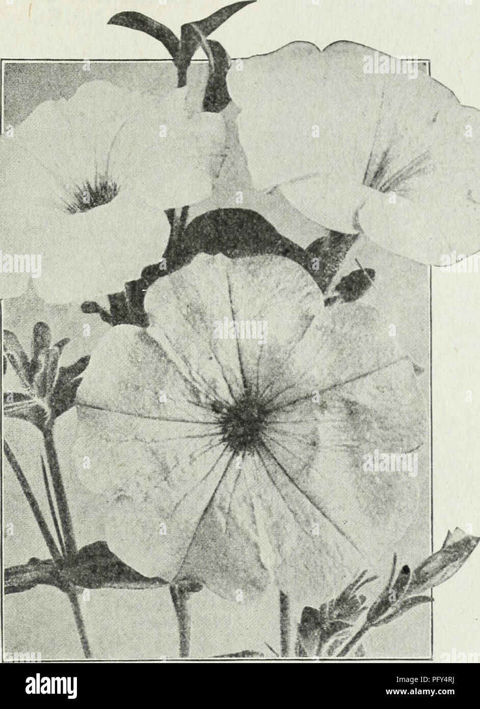 L'édition du printemps 1930 de Currie's Farm and Garden Annual présente des catalogues détaillés de fleurs, de légumes et de plantes ornementales. Il souligne la popularité croissante des pétunias à grandes fleurs, idéales pour les boîtes à fenêtres, les vases et les paniers suspendus. L'année discute d'une variété de techniques de soin et de propagation des plantes, avec un accent particulier sur les couleurs vives et les fleurs robustes des pétunias de balcon. Banque D'Images