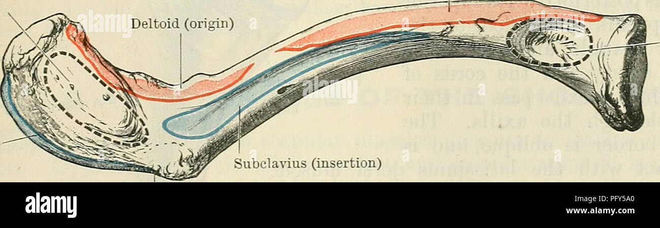 . Cunningham's Text-book de l'anatomie. L'anatomie. Le PECTOEAL KEGION DE MUSCLES. 371 ou l'autre des feuillets désigné ci-dessus est parfois présent, traverser le parquet de l'aisselle, dans l'intervalle entre le grand dorsal et le grand pectoral. Ils prennent de l'origine des cartilages costaux, Côtes, frontières ou du grand pectoral (chondroepitrochlearis axillaires, arches, costo- coracoideus), ou à partir de la frontière de l'latissimus dorsi (dorsoepitrochlearis axillaires, arches, costo- coracoideus). Leur insertion est variable. Le chondroepitrochlearis dorsoepitrochlearis et sont insérés dans le fas Banque D'Images
