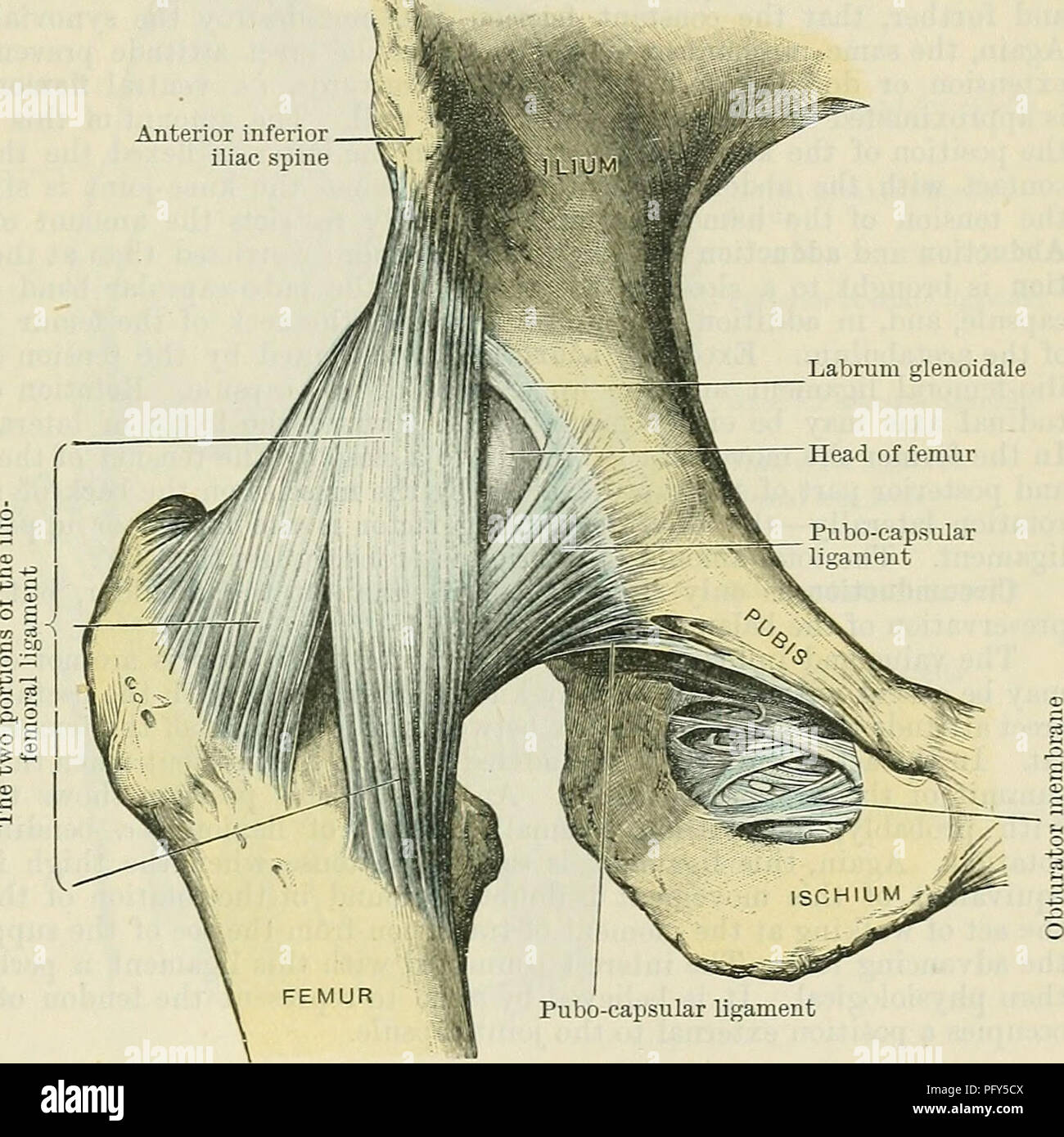 . Cunningham's Text-book de l'anatomie. L'anatomie. La hanche-JOIXT. 341 épine iliaque antéro inférieur une certaine proportion d'entre eux peut être imputée à la partie basse du col du fémur, où ils jouxtent la fixation distale du ligament ilio-fémoral. (3) Gal. Ischiocapsulare.-de la symphyse ischio-ligament capsulaire se compose d'une large bande de court-circuit, les fibres longitudinales assez forte, qui, par leurs extrémités proximales, sont attachés à l'ischion entre le moindre nerf sciatique cran et le foramen obturé, tandis que leurs extrémités distales sont fusionnés dans la zona orbicularis de l'Time capsule. Au sein de la capsule Banque D'Images