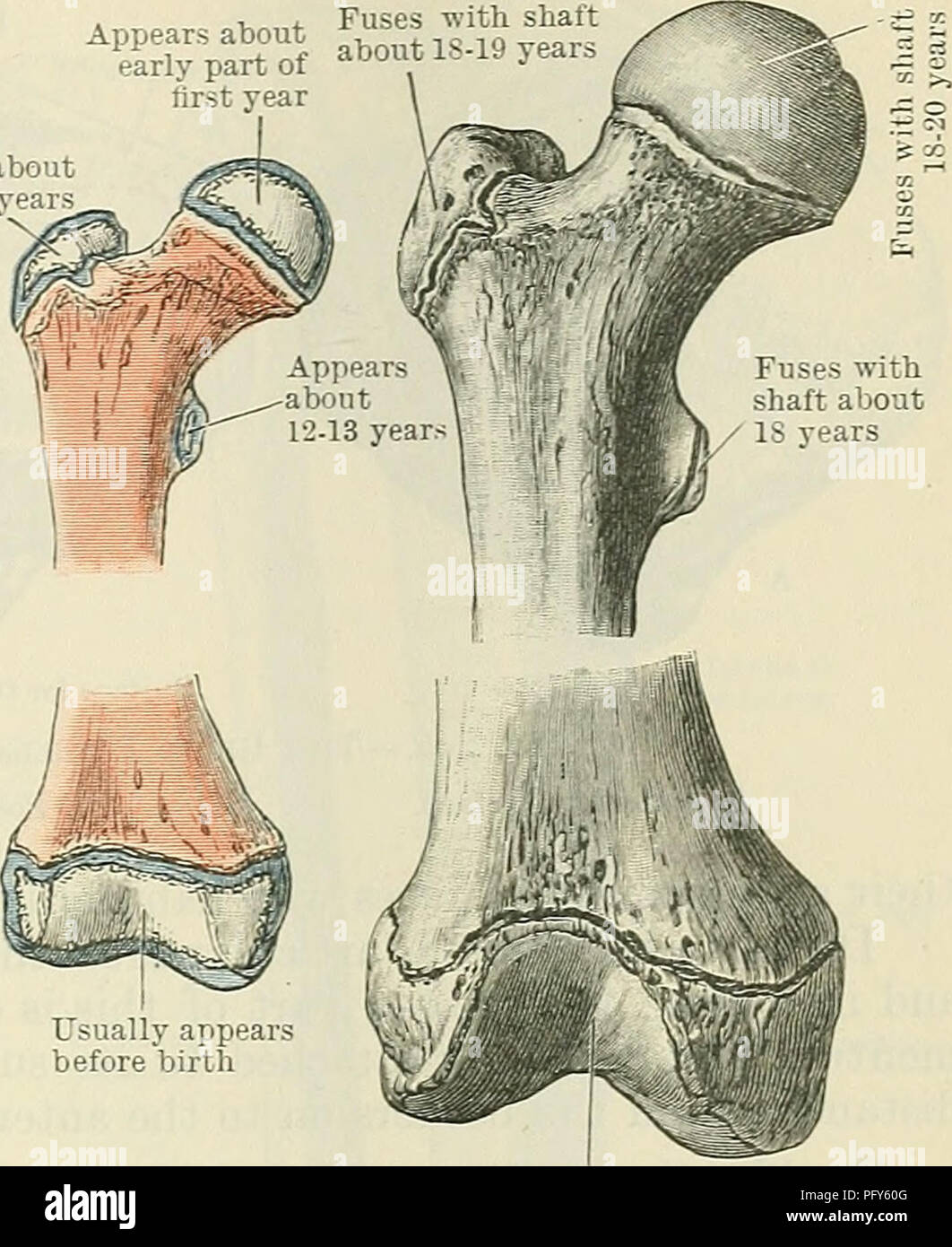 Ossification Du Femur Banque D Image Et Photos Alamy