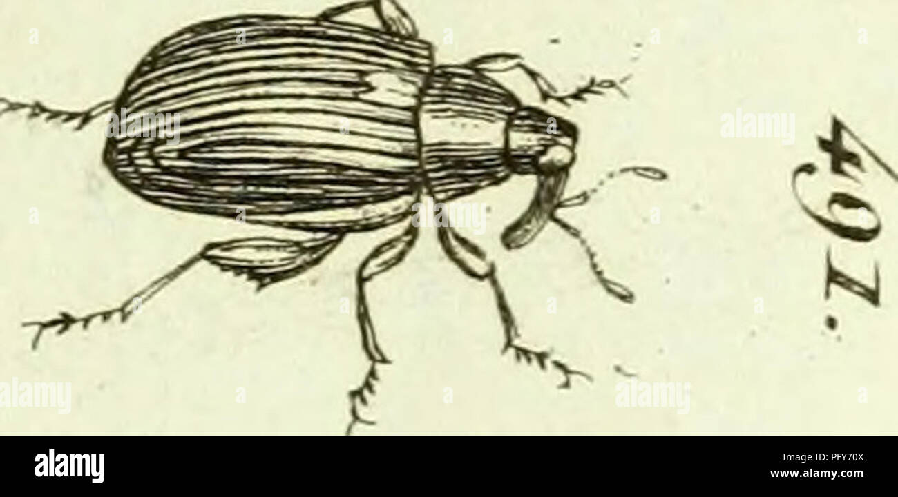 . [Curculionidae]. Curculionidae. ^ ?. ^ ^^ 1 &Lt ;~t. &Lt ;^ ^^ ùr c O. Veuillez noter que ces images sont extraites de la page numérisée des images qui peuvent avoir été retouchées numériquement pour plus de lisibilité - coloration et l'aspect de ces illustrations ne peut pas parfaitement ressembler à l'œuvre originale.. Sturm, Jakob, 1771-1848 ; Panzer, Georg Wolfgang Franz, 1755-1829 ; Olivier, G. A. (Guillaume Antoine), 1756-1814 ; Spilman, T. J. , donateur. Le DSI. [L'Allemagne ?  : S. n. Banque D'Images