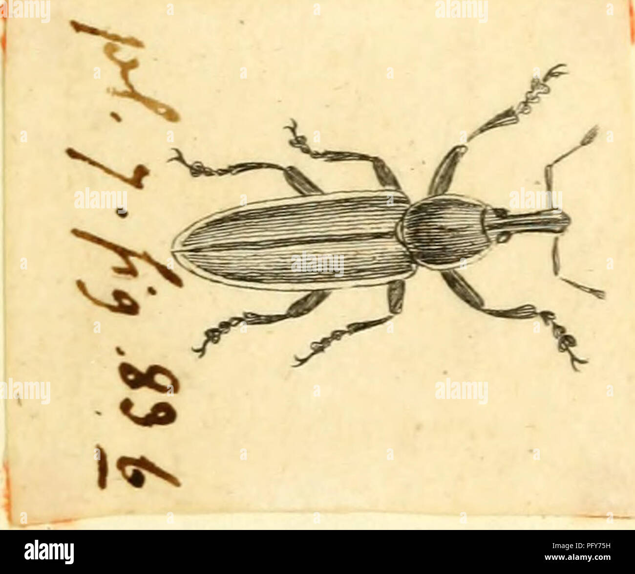 . [Curculionidae]. Curculionidae. 000 ^^ &gt ; ic V 1 ^ r. €L. /4. Veuillez noter que ces images sont extraites de la page numérisée des images qui peuvent avoir été retouchées numériquement pour plus de lisibilité - coloration et l'aspect de ces illustrations ne peut pas parfaitement ressembler à l'œuvre originale.. Sturm, Jakob, 1771-1848 ; Panzer, Georg Wolfgang Franz, 1755-1829 ; Olivier, G. A. (Guillaume Antoine), 1756-1814 ; Spilman, T. J. , donateur. Le DSI. [L'Allemagne ?  : S. n. Banque D'Images