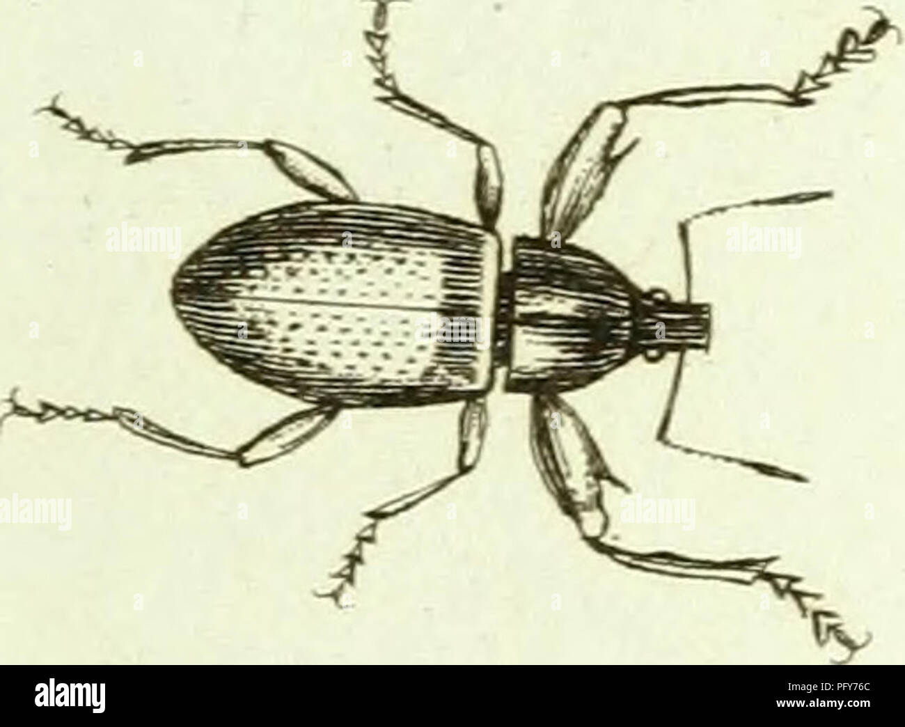 Ce travail traite de la famille des Curculionidae des coléoptères, en se concentrant sur leur taxonomie et leur classification. Le texte comprend des contributions historiques d'entomologistes tels que Sturm, Panzer, Olivier et Spilman. Il offre un aperçu de l'identification et des caractéristiques de cette famille d'insectes diversifiée. Banque D'Images