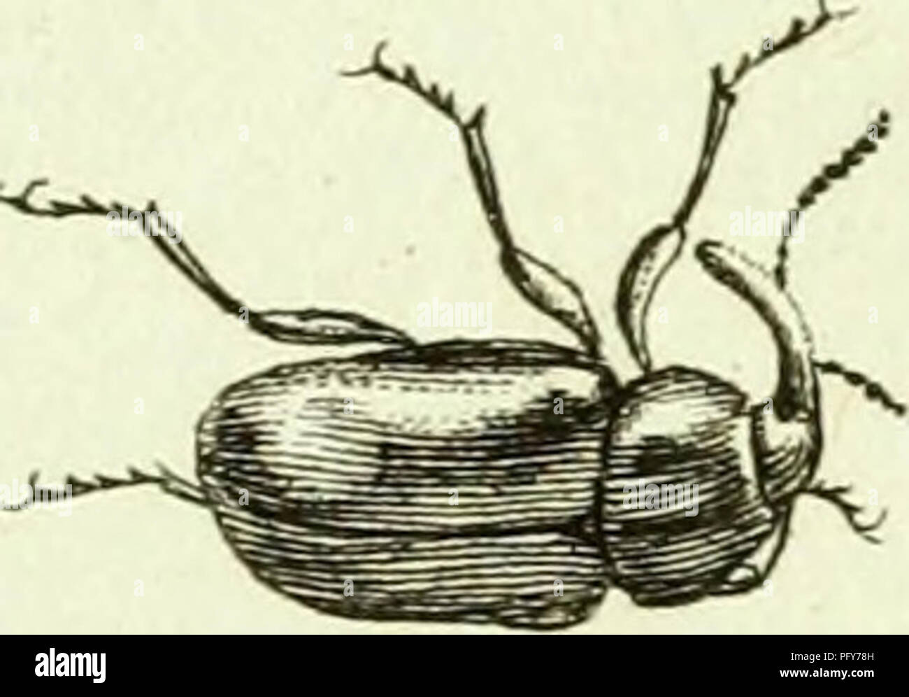 Cette collection documente les membres de la famille des Curculionidae, communément appelés charançons. Il comprend des illustrations détaillées et des descriptions d'entomologistes européens tels que Jakob Sturm et G.W.F. Panzer. Banque D'Images