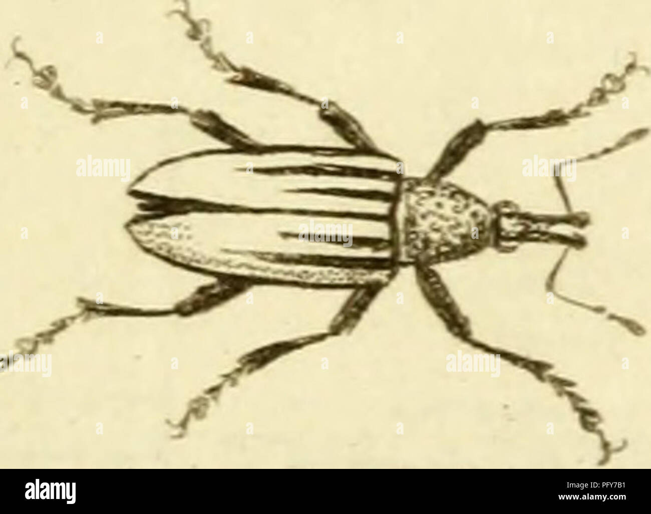 . [Curculionidae]. Curculionidae. '^ ^ j&gt ;  %â ^ ^ n. f. Veuillez noter que ces images sont extraites de la page numérisée des images qui peuvent avoir été retouchées numériquement pour plus de lisibilité - coloration et l'aspect de ces illustrations ne peut pas parfaitement ressembler à l'œuvre originale.. Sturm, Jakob, 1771-1848 ; Panzer, Georg Wolfgang Franz, 1755-1829 ; Olivier, G. A. (Guillaume Antoine), 1756-1814 ; Spilman, T. J. , donateur. Le DSI. [L'Allemagne ?  : S. n. Banque D'Images