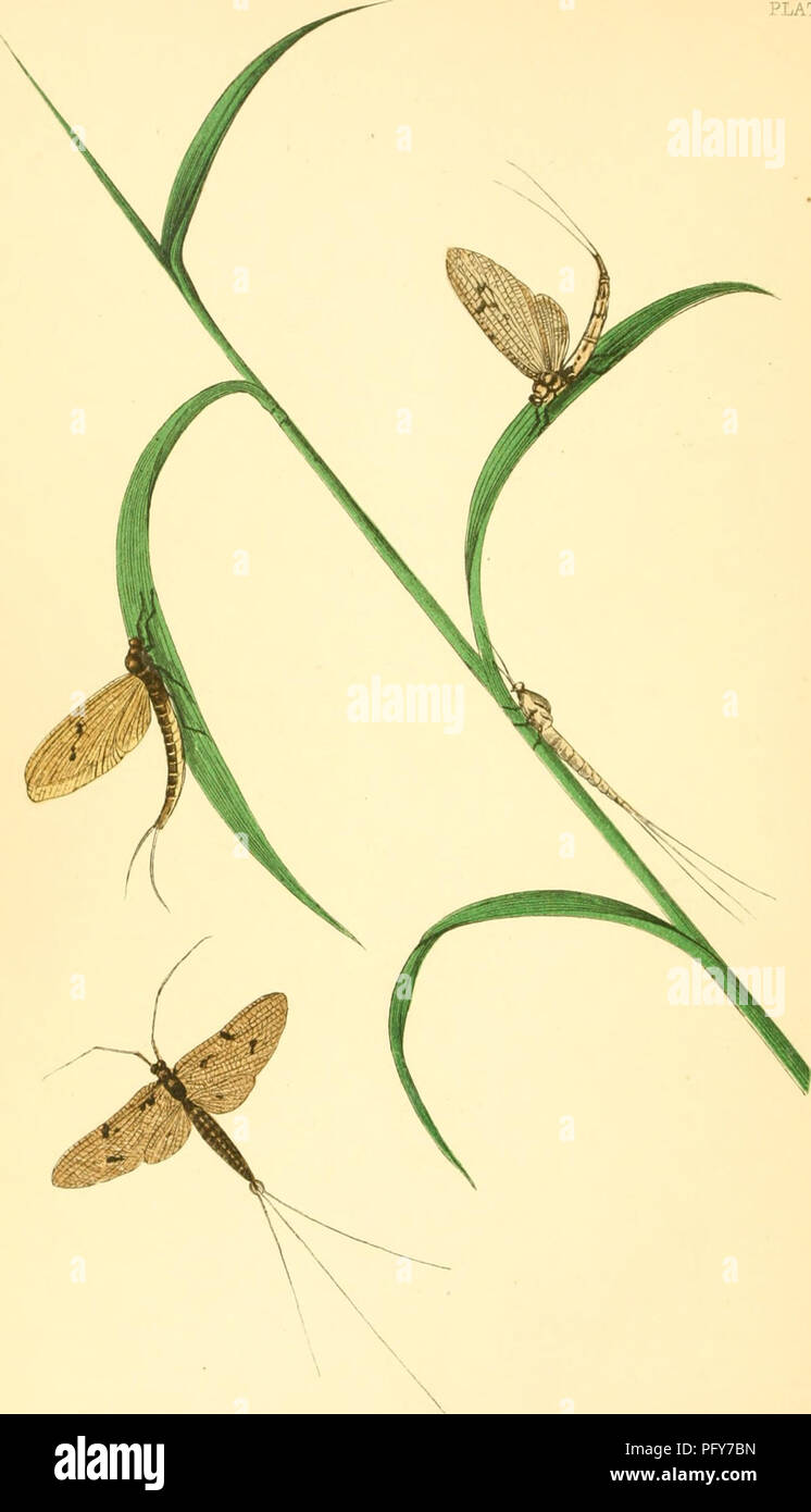 Cette plaque tirée de « curiosités de l'entomologie » illustre l'espèce de mouches à oreilles *Ephemera vulgata*, communément connue sous le nom de Drake vert et gris. Ces insectes sont connus pour leur courte durée de vie adulte et leur rôle important dans les écosystèmes aquatiques. L'illustration fournit un aperçu détaillé de leur morphologie et de leurs caractéristiques distinctives. Banque D'Images