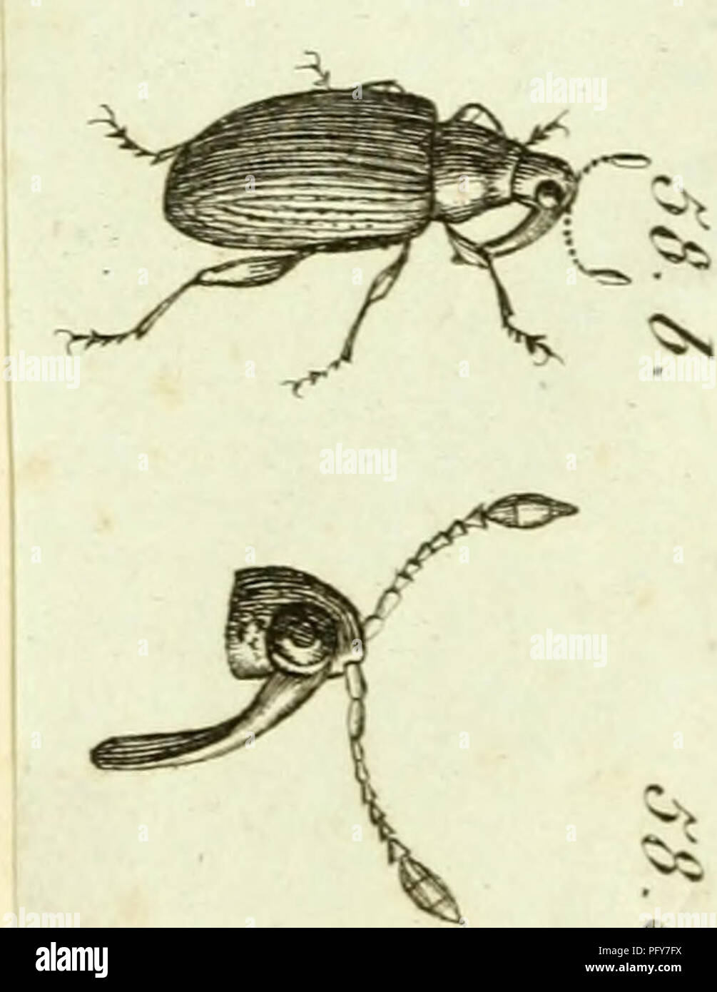 . [Curculionidae]. Curculionidae. ^ îs V c. . Veuillez noter que ces images sont extraites de la page numérisée des images qui peuvent avoir été retouchées numériquement pour plus de lisibilité - coloration et l'aspect de ces illustrations ne peut pas parfaitement ressembler à l'œuvre originale.. Sturm, Jakob, 1771-1848 ; Panzer, Georg Wolfgang Franz, 1755-1829 ; Olivier, G. A. (Guillaume Antoine), 1756-1814 ; Spilman, T. J. , donateur. Le DSI. [L'Allemagne ?  : S. n. Banque D'Images