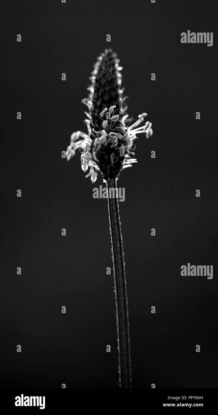Image en noir et blanc d'une macro avec un écran rétroéclairé de DOF peu profonds de fleurs sauvages voyant lumineux d'étamines Banque D'Images