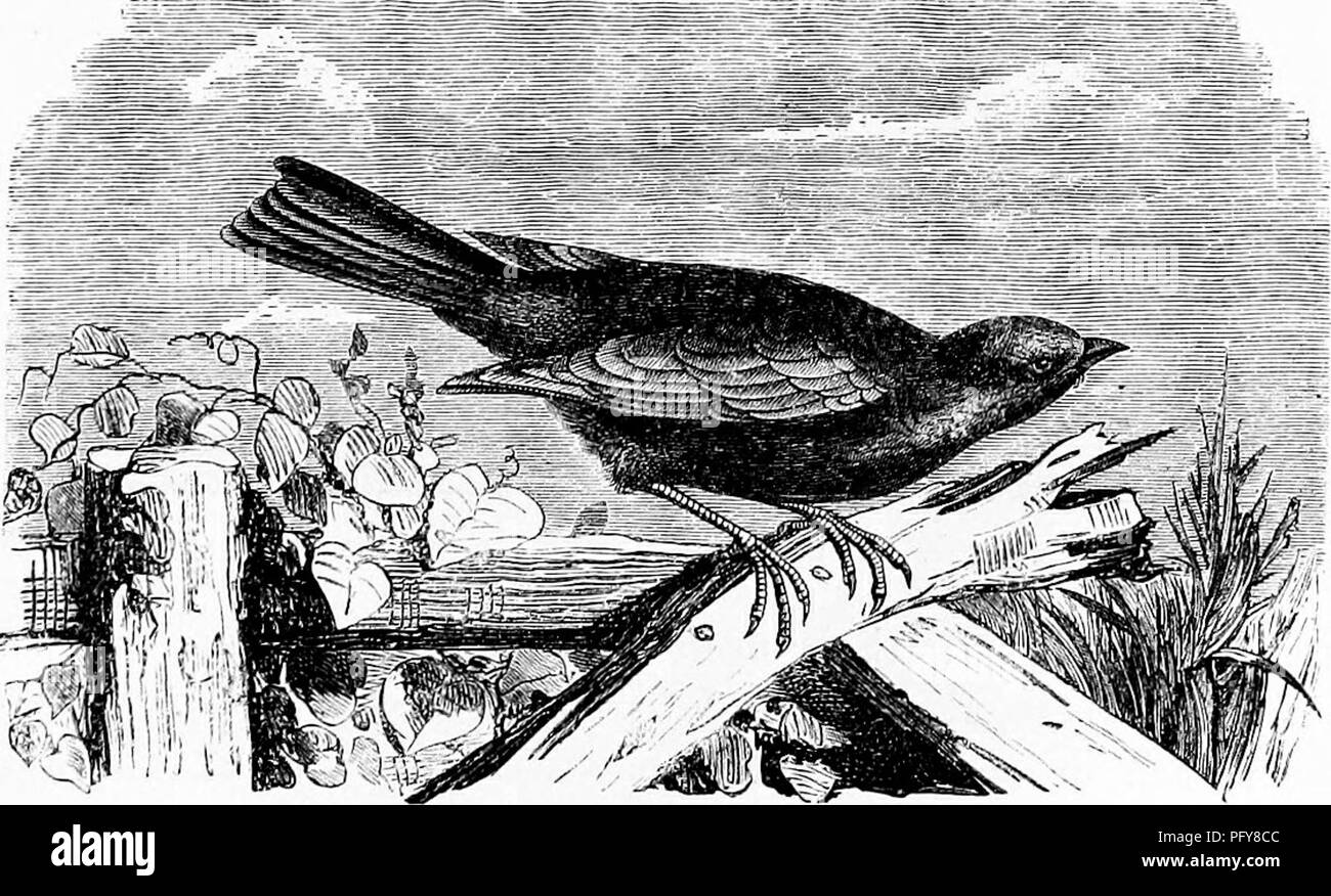 Ce récit couvre divers ordres de reptiles et d’oiseaux, mettant en évidence leurs comportements uniques et leurs habitudes alimentaires. Il décrit les manœuvres de perquisition et de vol d'une colonie d'oiseaux, qui effectue des acrobaties aériennes avant de s'installer pour la nuit. Les oiseaux se nourrissent principalement de graines, de baies et parfois de petits invertébrés. Banque D'Images