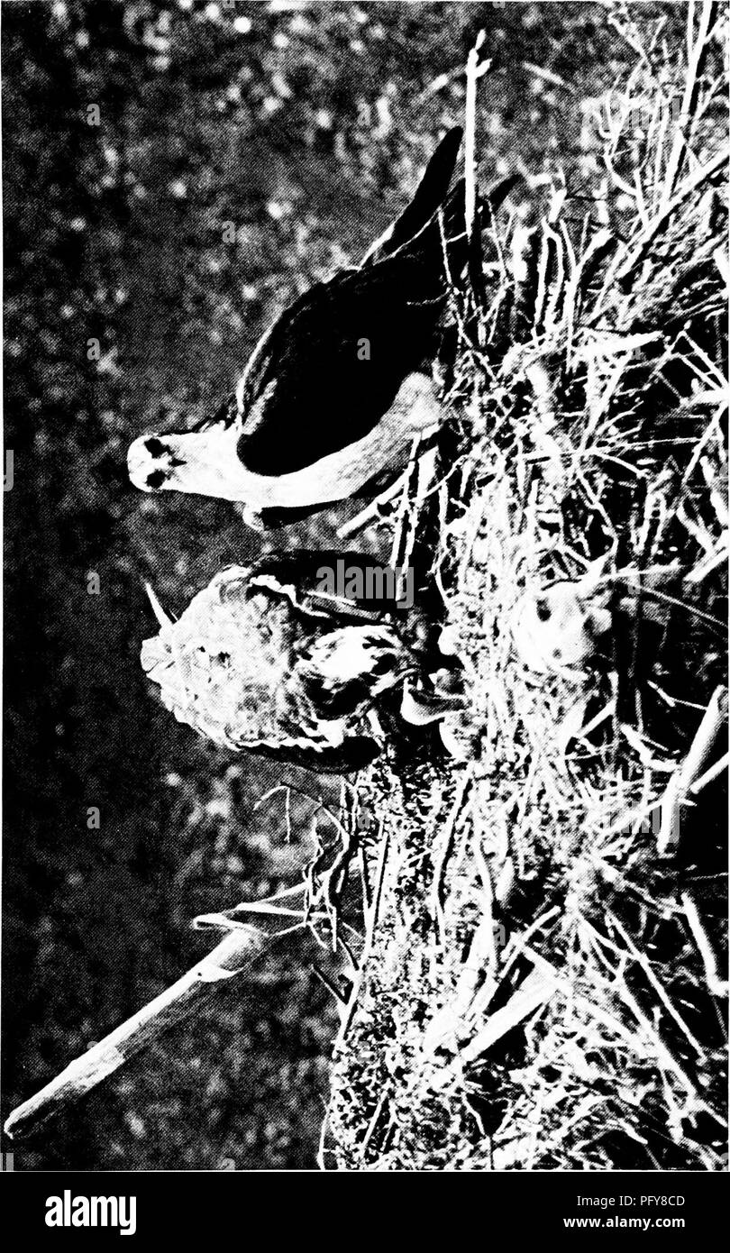 . [Articles sur les oiseaux à partir de National Geographic magazine]. Les oiseaux. i" 5'3, o S 'UN O W H &Lt ; P-, w c - w o C bo 3 3 o o o J2 J3 itt 2SS. Veuillez noter que ces images sont extraites de la page numérisée des images qui peuvent avoir été retouchées numériquement pour plus de lisibilité - coloration et l'aspect de ces illustrations ne peut pas parfaitement ressembler à l'œuvre originale.. Washington, D. C. : National Geographic Society Banque D'Images