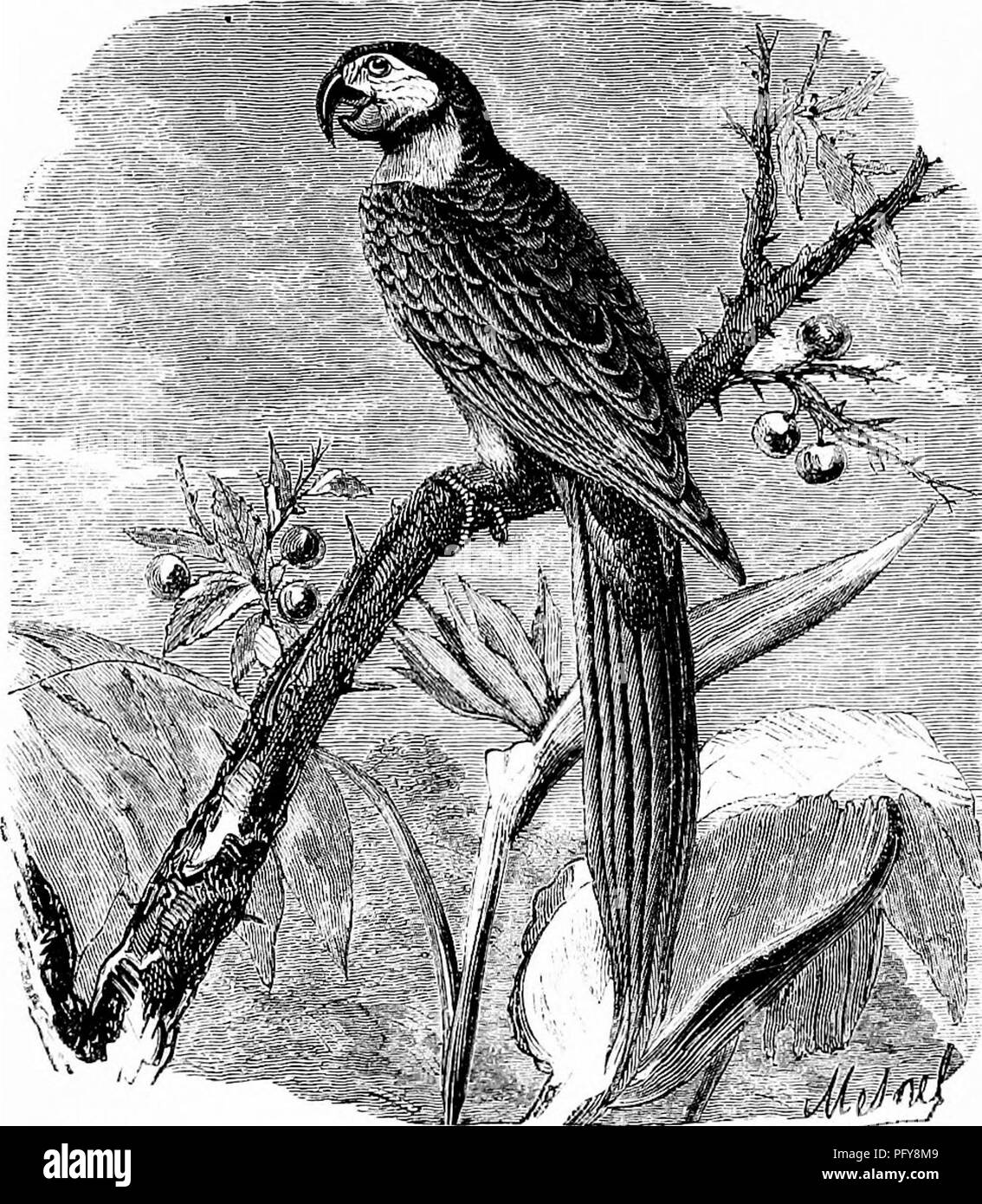 . Les reptiles et les oiseaux. Un compte rendu populaire de l'émission de diverses ordonnances ; avec une description des habitudes alimentaires et de l'économie des plus intéressants. Oiseaux, Reptiles. SOANSOEES 462, ou des grimpeurs. " Quand je bois du vin, olairet Tout touine, tout tourue au cabaret.'' perroquets imiter non seulement les mots, mais même les gestes de ceux avec lesquels ils entrent en contact. L'un savait Scaliger qui reprend les chansons de quelques jeunes Savoyards, et imité leurs danses. Ces oiseaux sont plus ou moins sensibles de l'éducation. Certains,. Fig. 184.-l'Ara Macaw {Macrocercus (Svv.j-bras, auna om BrazUmu nuuie li'} cceip naturellement. Banque D'Images