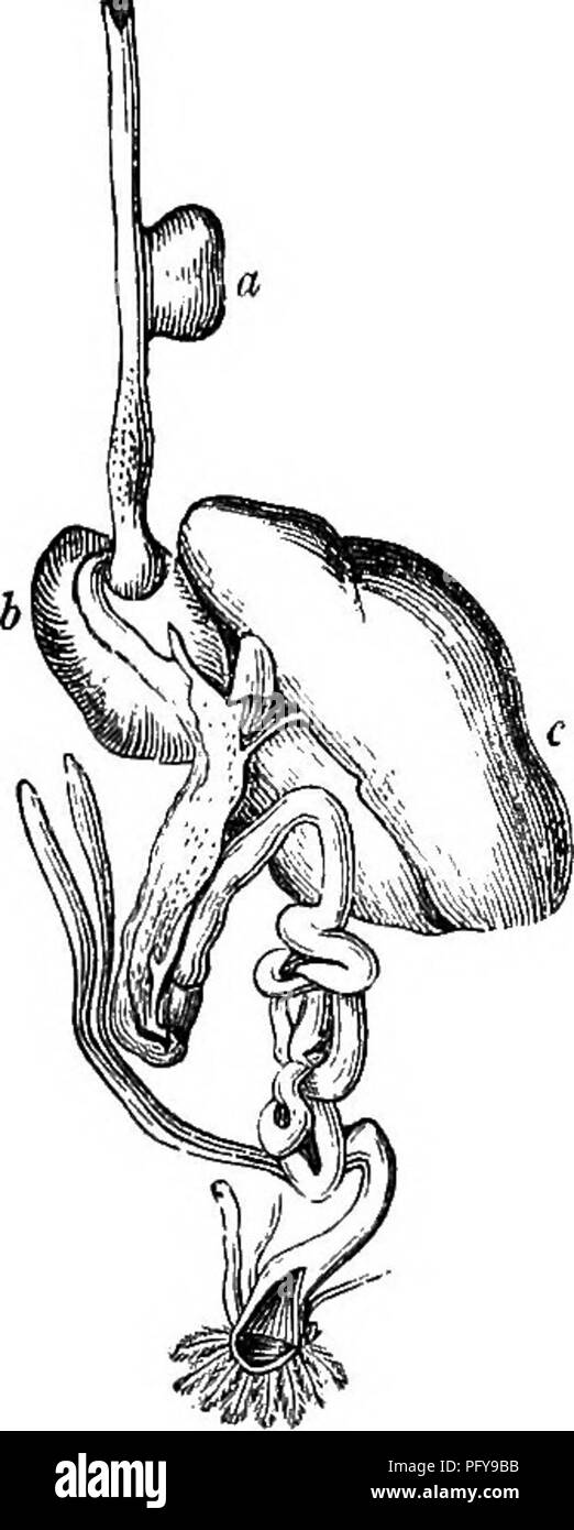 Ce travail donne un aperçu des reptiles et des oiseaux, détaillant leur système digestif, avec une attention particulière à la culture et au ventricule succentérique chez les oiseaux granivores, qui aident à la digestion. Banque D'Images