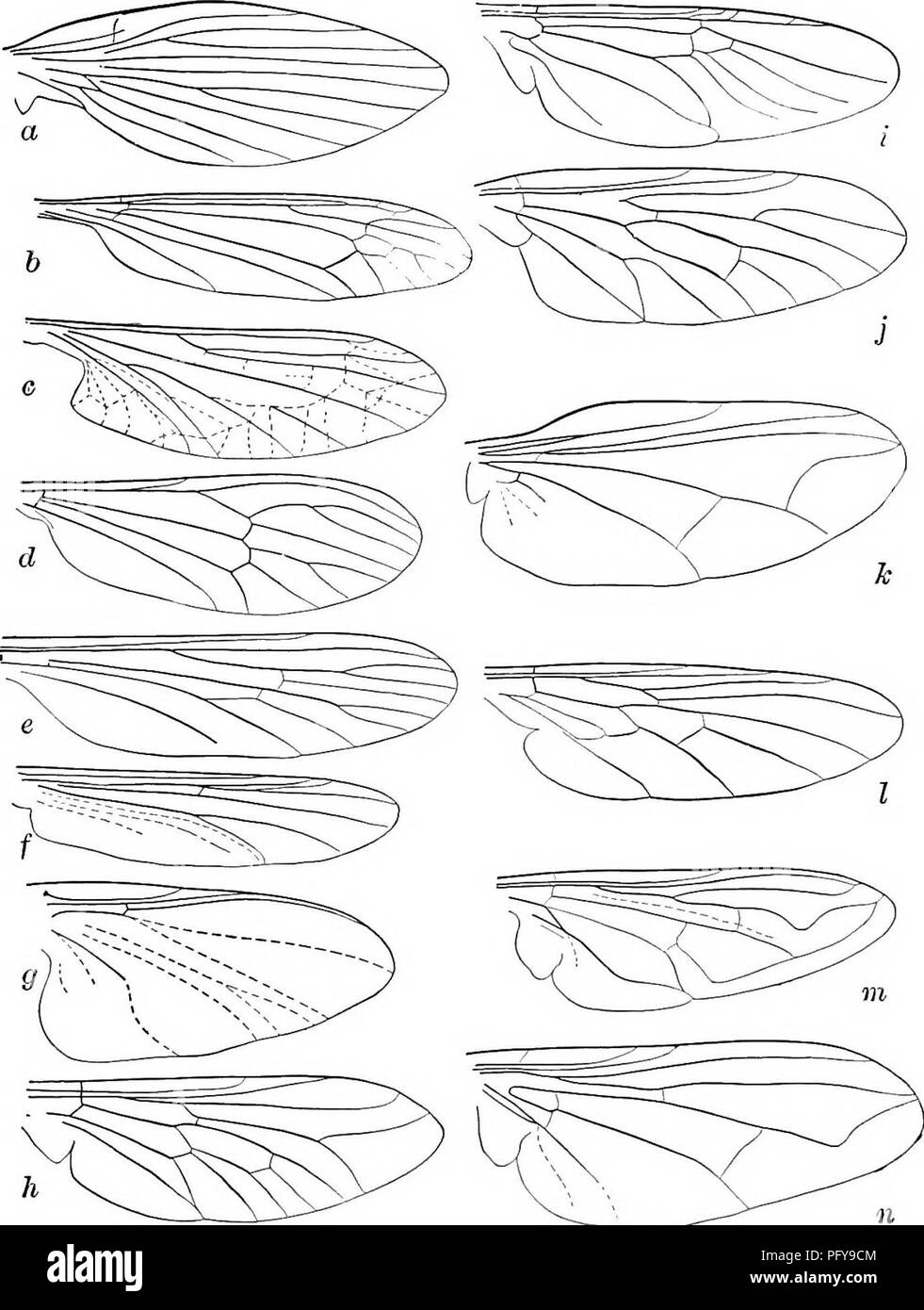 . La biologie d'eau douce. La biologie d'eau douce. gio d''eau de la biologie. Fig. 1378. La nervation typique dans le milieu aquatique de la famille des Diptères, a, b, c Tipulidae Psychodidae, Blephoceridae Dixidae d, e, g, Chironomidae / Culicidae, Simuliidae espèce Grue-flics de net-mouches moucherons ailé Dixa-moustiques moucherons moucherons mouches noir h, i, j Stratiomyidae Tabanidae, Leptidae k, Dolichopodidae, Empididac / m, Syrphidae n, Muscidés Horse-mouches mouches Soldat Snipe-Dolichopods empids Syrphus mouches mouches le {s, lat.) dans l'Chironomidae, Tipulidae, etc., ou même d'entrer dans des déclarations détaillées quant à leur ha Banque D'Images