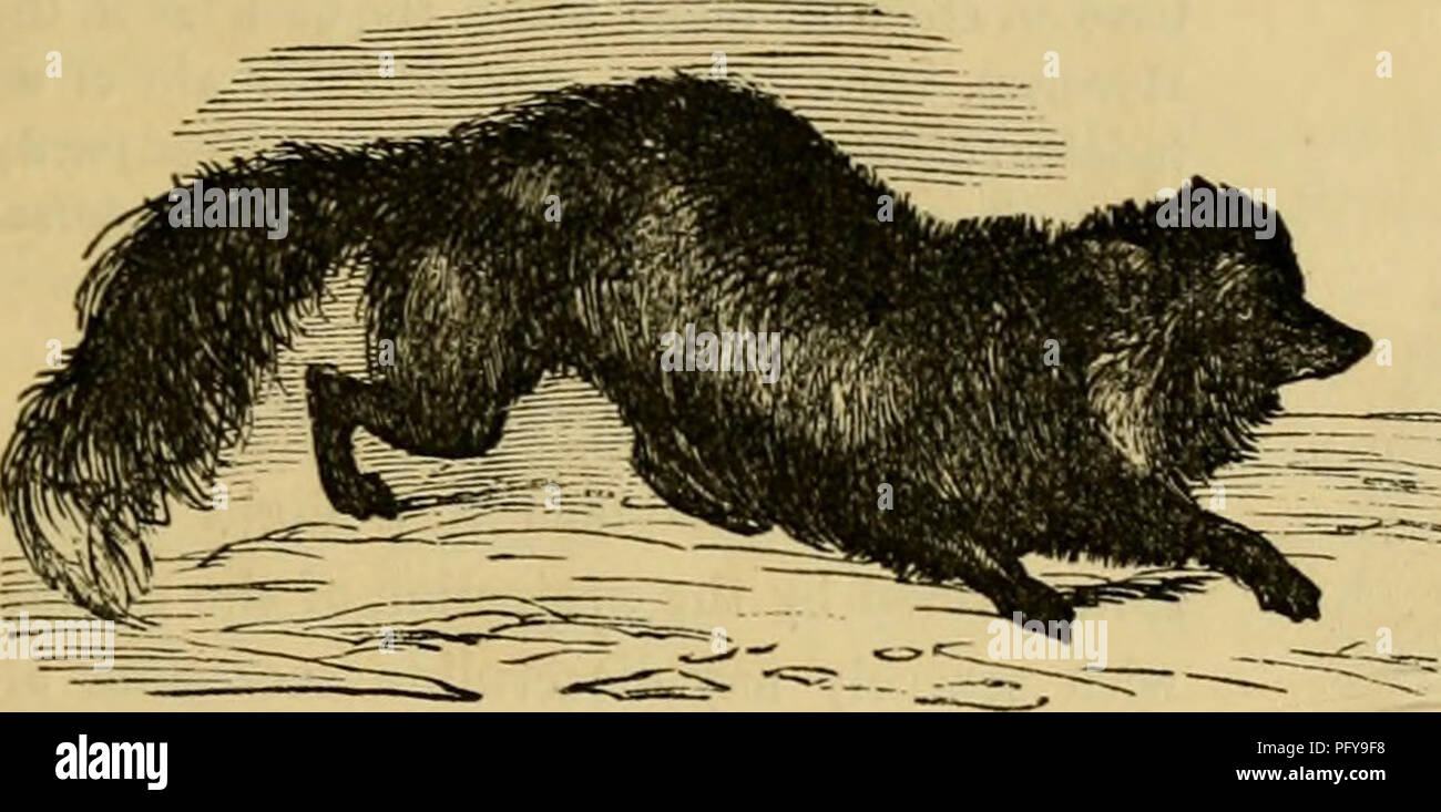 Le Royaume animal de Cuvier présente une classification complète des