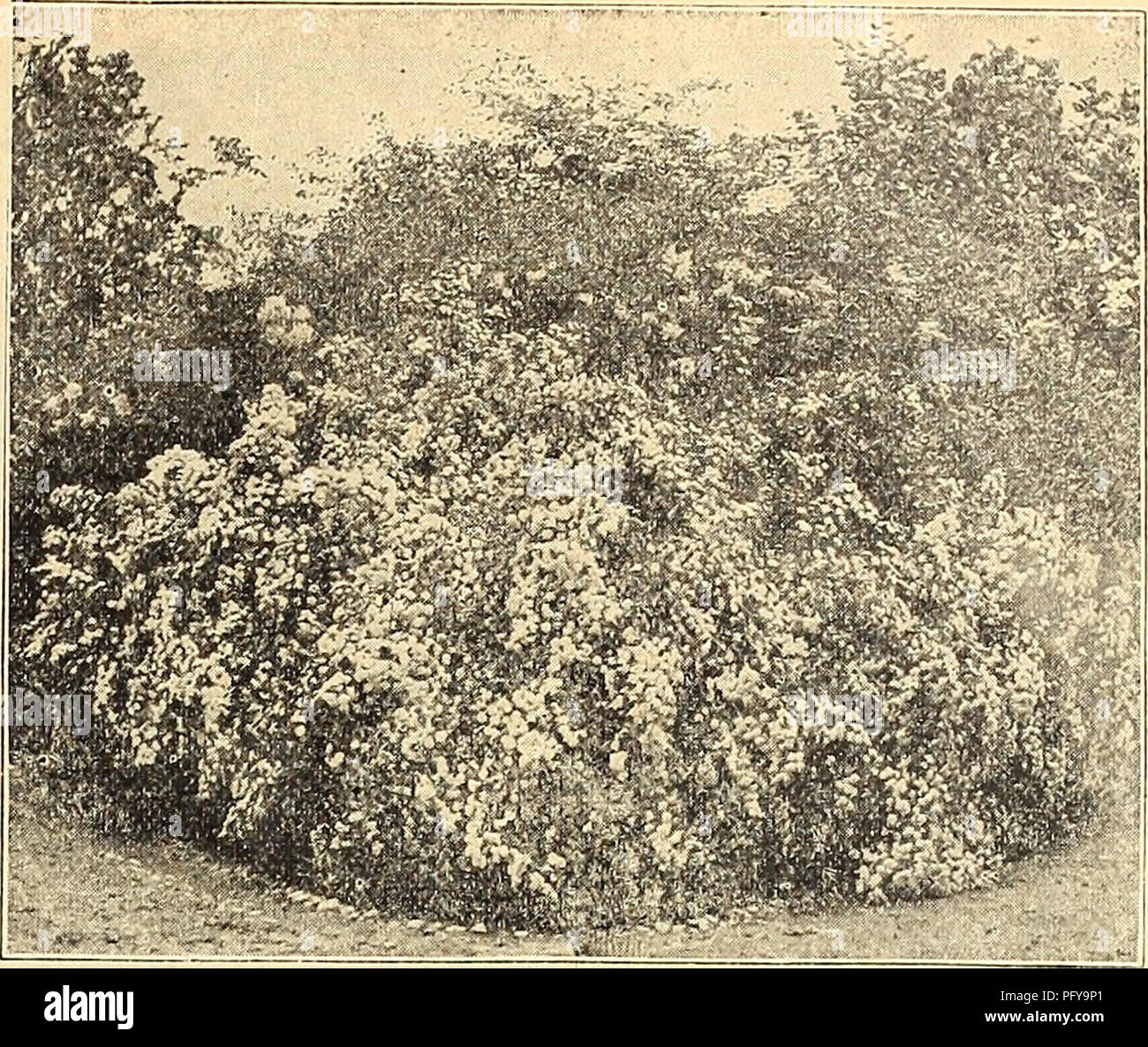 Ce catalogue de jardinage de 1922 présente une variété de plantes, dont le lilas persan (Syringa persica). Il offre des descriptions détaillées de plantes comme Rothomagensis, un lilas perse chinois hybride, qui est connu pour sa floraison libre et sa couleur désirable. Banque D'Images