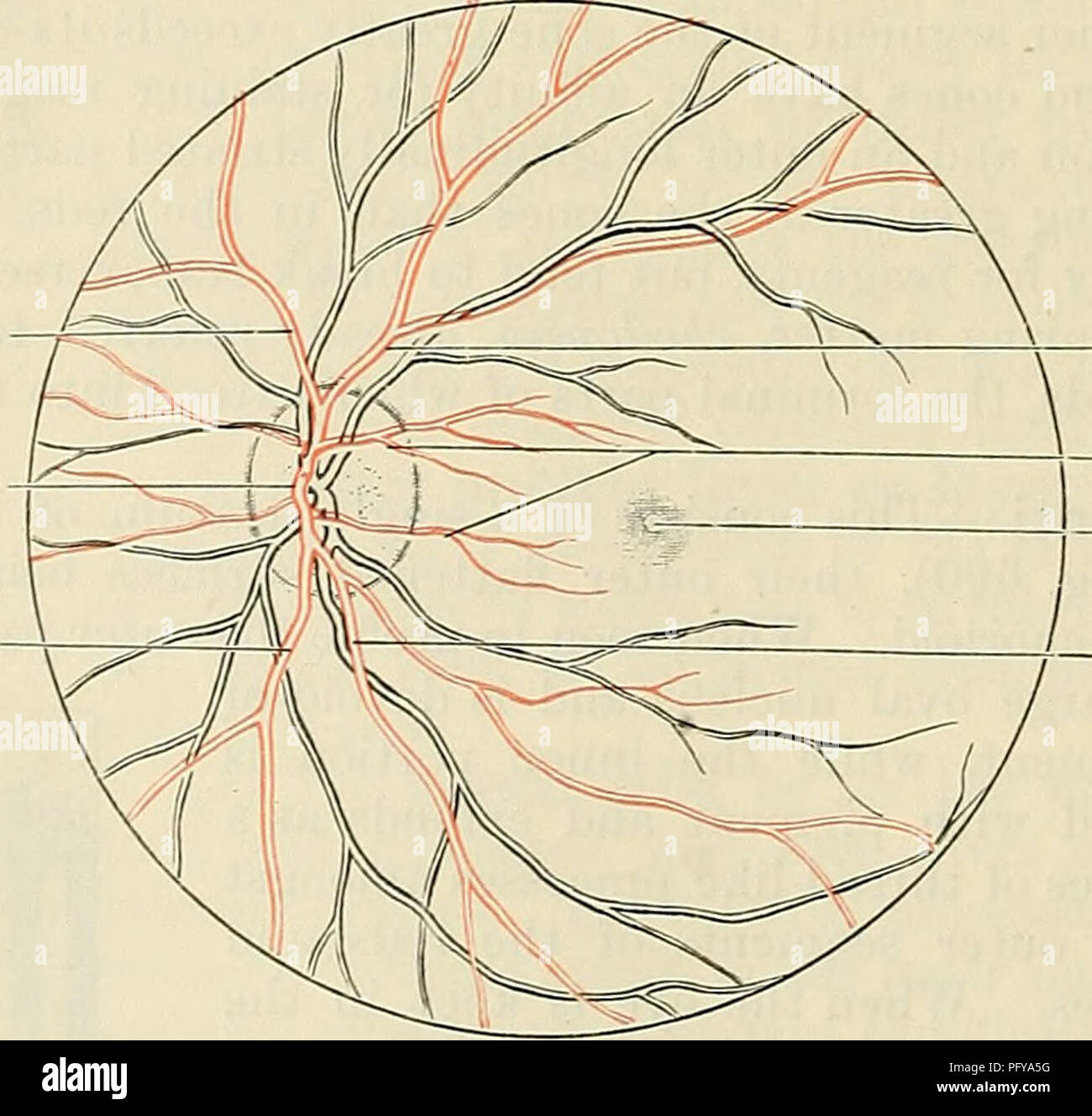 fovea centralis banque d image et photos alamy