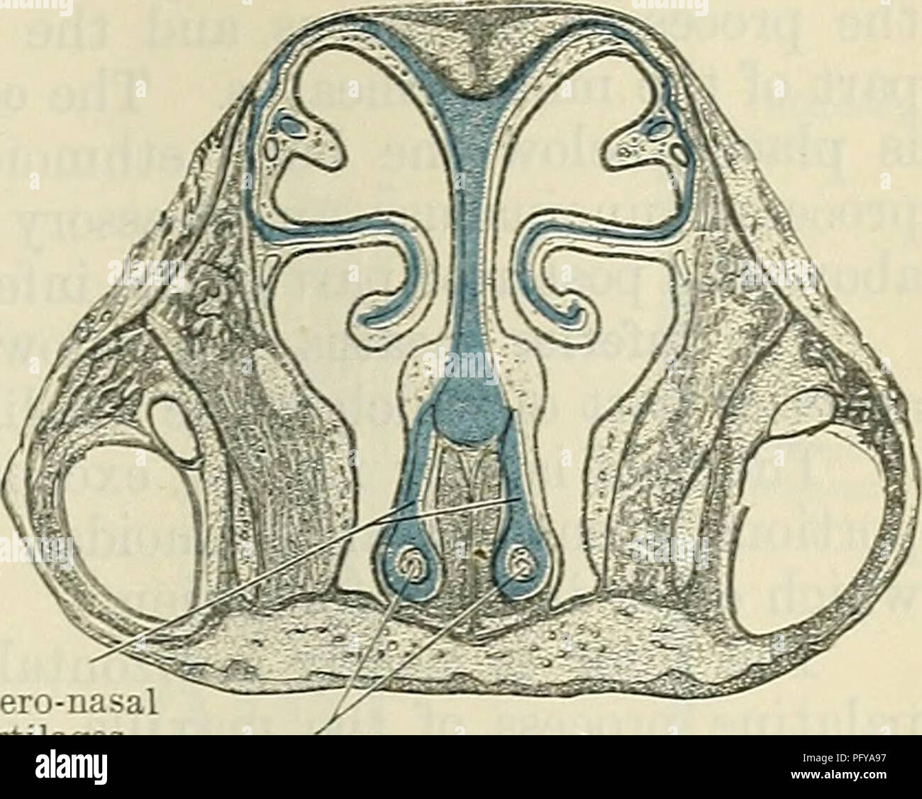 Nasal concha Banque de photographies et d’images à haute résolution Alamy
