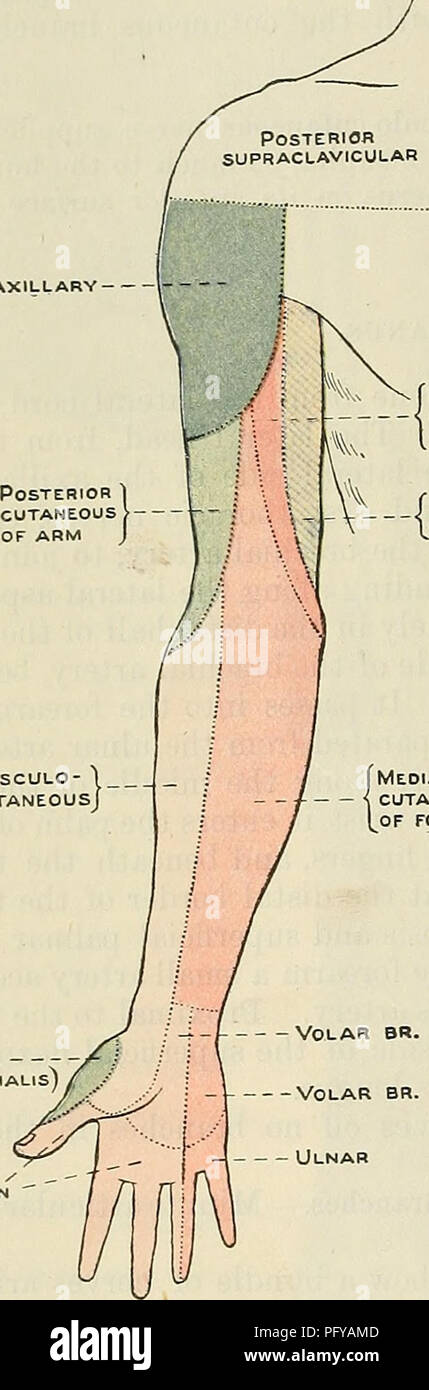 . Cunningham's Text-book de l'anatomie. L'anatomie. 706 LE NEEVOUS muuicates système. avec la même branche du nerf cubital. Cette branche n'est pas toujours présente. . Branches dans la main.-dans la main le nerf médian oh donne ses branches terminales. Ces sont musclées et cutanée. La principale branche musculaire survient juste distal du ligament carpien transverse et transmet à la base de l'éminence thénar ; entrer dans le ballon du pouce super- ficially sur la face interne, il alimente les branches pour le ravisseur abducteur du pouce, brevis opponens abducteur du pouce et le muscle abducteur du pouce brevis. (R. radiale £) superficiel Banque D'Images