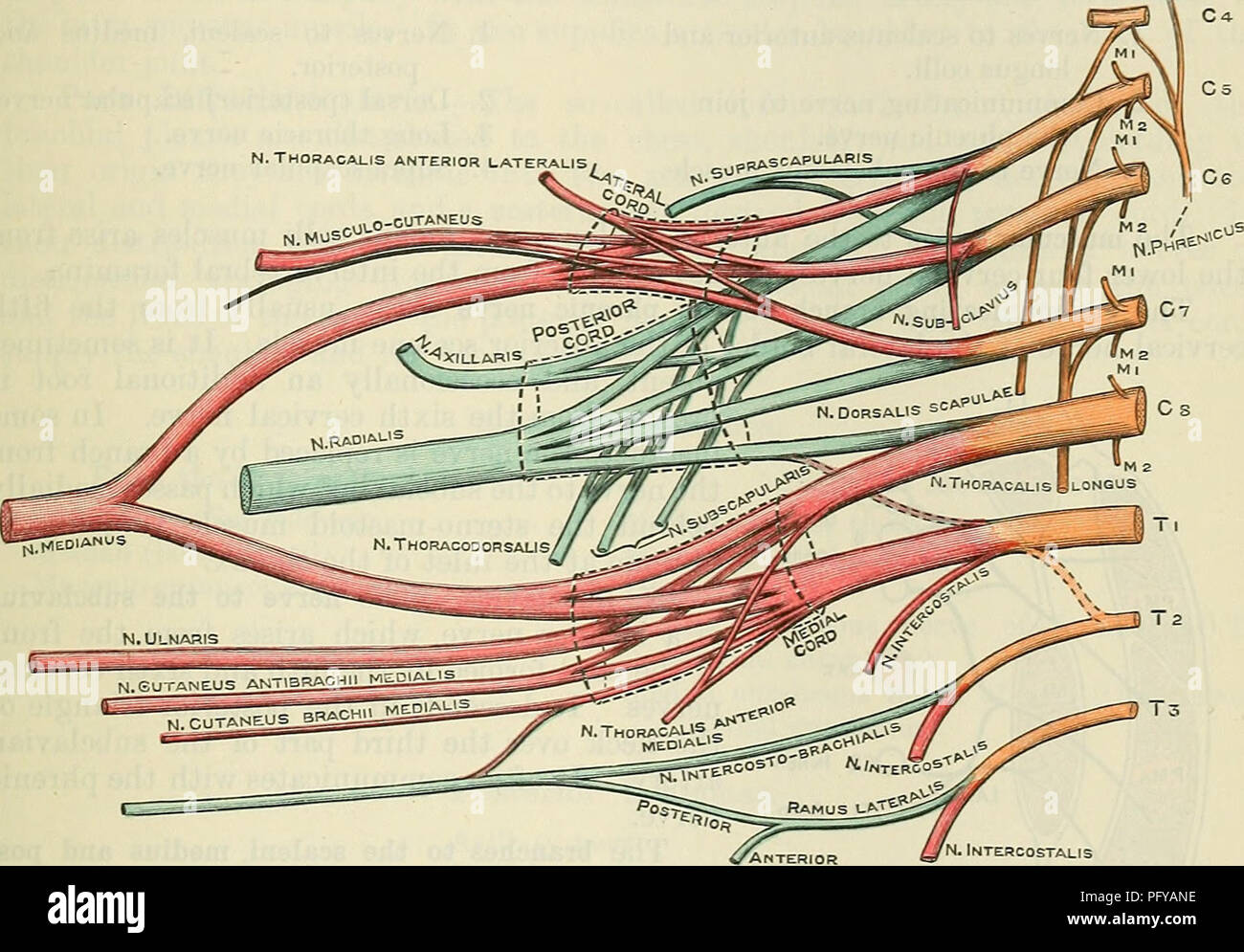 . Cunningham's Text-book de l'anatomie. L'anatomie. BEACHIAL PLEXUS. 701 nerfs sont presque la même taille. La partie postérieure de la ligne principale du huitième nerf cervical est beaucoup plus petite. La partie postérieure de la première ligne de nerf thoracique est très minute, et peut ne pas être présent du tout. (3) Les cordons du plexus secondaires sont formées par des combinaisons de ces troncs antérieur et postérieur par rapport à l'artère axillaire. Ils sont au nombre de trois. Le cordon latéral est formé par une combinaison de la face antérieure du tronc des cinquième, sixième et septième nerfs, et se trouve sur le côté latéral de l'artère axillaire. La c Banque D'Images . Cunningham's Text-book de l'anatomie. L'anatomie. BEACHIAL PLEXUS. 701 nerfs sont presque la même taille. La partie postérieure de la ligne principale du huitième nerf cervical est beaucoup plus petite. La partie postérieure de la première ligne de nerf thoracique est très minute, et peut ne pas être présent du tout. (3) Les cordons du plexus secondaires sont formées par des combinaisons de ces troncs antérieur et postérieur par rapport à l'artère axillaire. Ils sont au nombre de trois. Le cordon latéral est formé par une combinaison de la face antérieure du tronc des cinquième, sixième et septième nerfs, et se trouve sur le côté latéral de l'artère axillaire. La c Banque D'Images