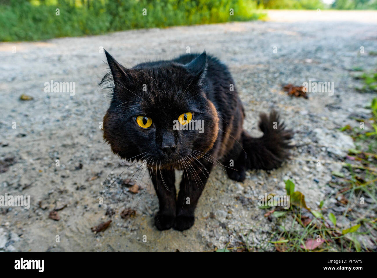 Chat noir sur road Banque D'Images
