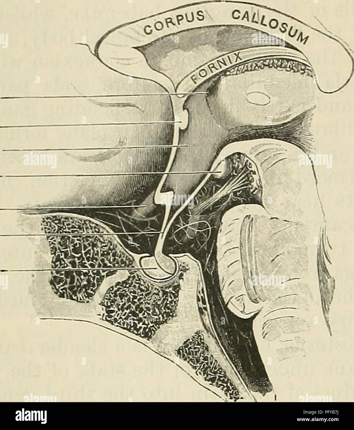 . Cunningham's Text-book de l'anatomie. L'anatomie. 616 LE SYSTÈME NEEVOUS hypophyseos. occupe la fossa dans le plancher de la boîte crânienne. Il est composé de deux lobesâa grand lobe antérieur et un plus petit lobe postérieur, qui sont étroitement appliquées l'une à l'autre. Dans le fundibuluni-, qui s'étend jusqu'à la- tuber cinereum, est attaché à le lobe postérieur. Inter- ventriculare foramen commissure antérieure du troisième ventricule Corpus mamillare, nerf optique Infundibulum hypophyse. L'infundibulum et lobe postérieur de l'hypophyse sont développés sous la forme d'un diverticule creux, qui poussent Banque D'Images