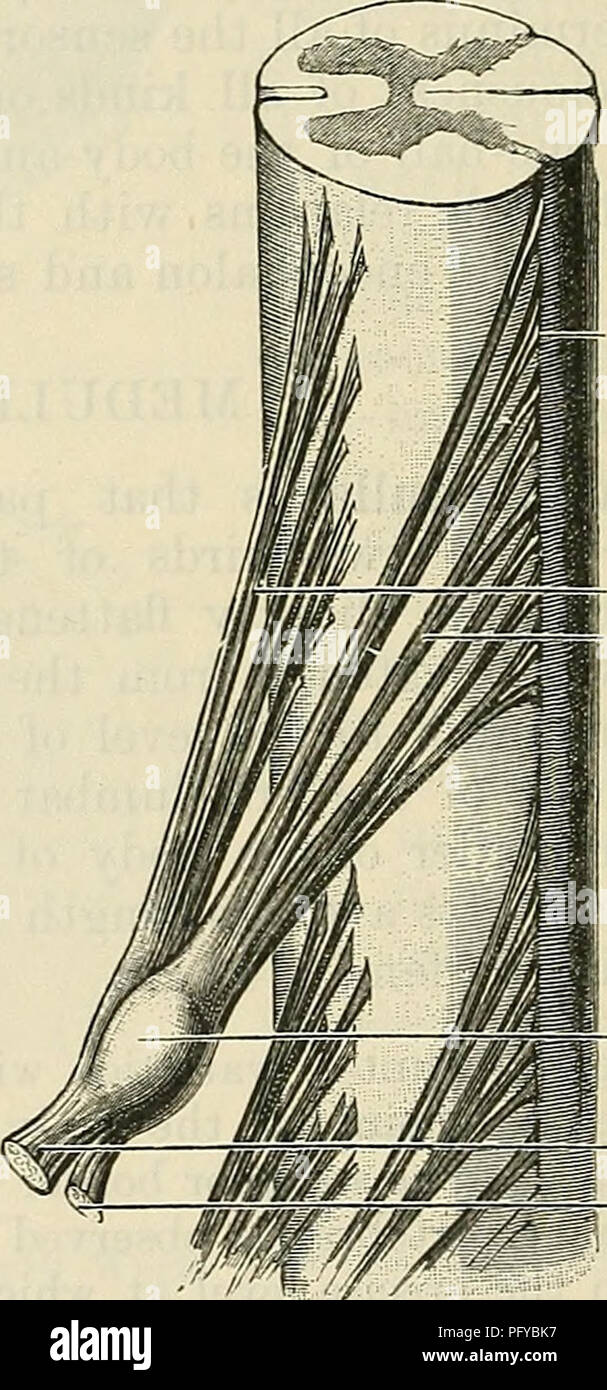 . Cunningham's Text-book de l'anatomie. L'anatomie. ^§f| première vertèbre coccygien Fig. 460.-l'Conus Medullaris et le filum bornes exposées dans les canal vertébral.. Rainure latérale postérieure nerf antérieure-postérieure de la racine du nerf spinal - racine antérieure ganglion ramus  du nerf rachidien H JJ, ramus postérieure du nerf rachidien Fig. 461.-Les racines d'origine op le septième nerf thoracique (semi-diagramme- matic). De nombreux septa fine surface pénétrer dans la substance de la moelle la moelle. L'Arachnoïde est une membrane transparente extrêmement délicate qui n'est pas enroulé autour du bulbe rachidien afin Banque D'Images . Cunningham's Text-book de l'anatomie. L'anatomie. ^§f| première vertèbre coccygien Fig. 460.-l'Conus Medullaris et le filum bornes exposées dans les canal vertébral.. Rainure latérale postérieure nerf antérieure-postérieure de la racine du nerf spinal - racine antérieure ganglion ramus  du nerf rachidien H JJ, ramus postérieure du nerf rachidien Fig. 461.-Les racines d'origine op le septième nerf thoracique (semi-diagramme- matic). De nombreux septa fine surface pénétrer dans la substance de la moelle la moelle. L'Arachnoïde est une membrane transparente extrêmement délicate qui n'est pas enroulé autour du bulbe rachidien afin Banque D'Images