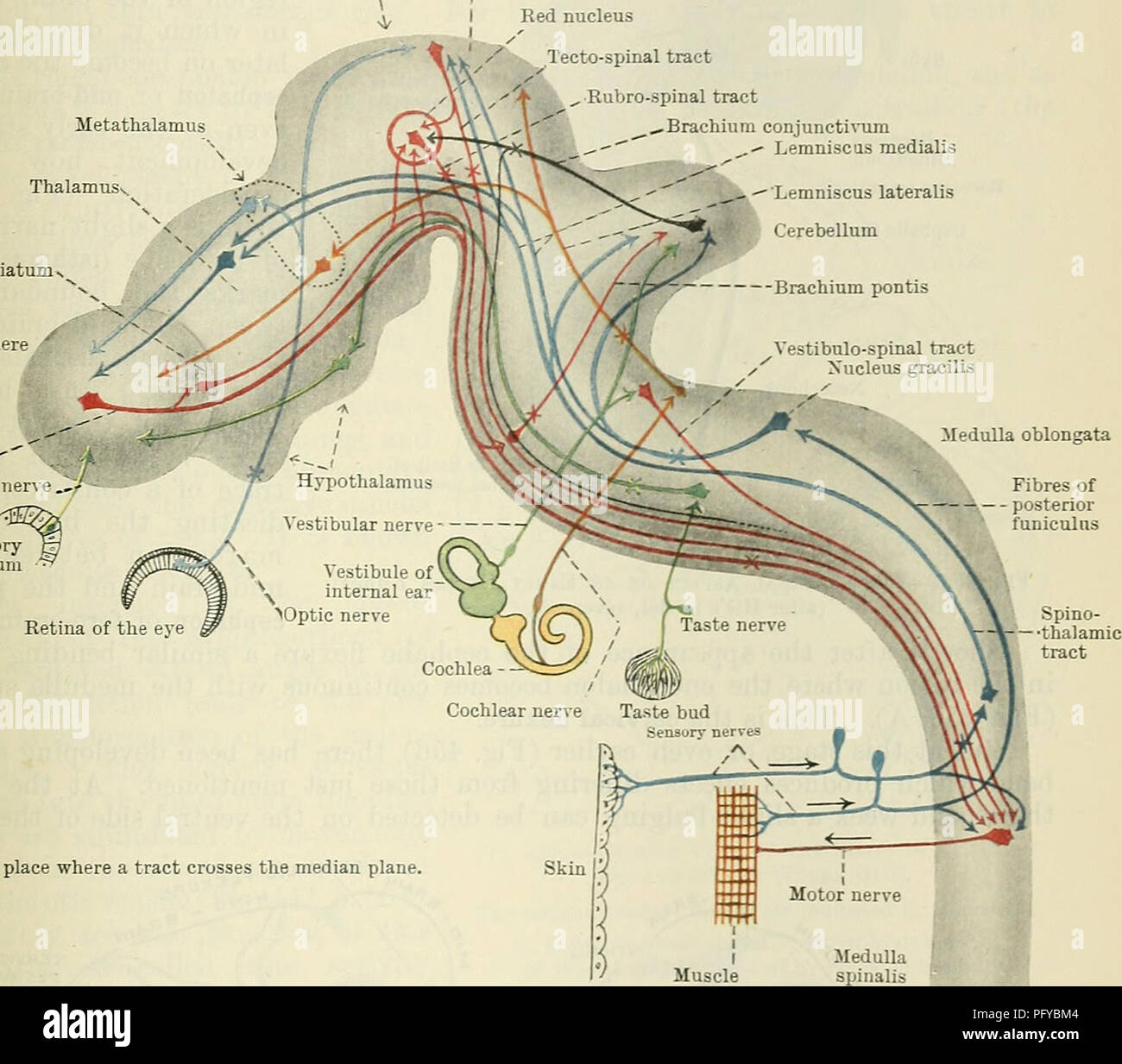 . Cunningham's Text-book de l'anatomie. L'anatomie. L'STATUEE DU BEALN". 513 partie représente le rudiment de l'encéphale ou du cerveau ; et le reste du tube sera converti dans la medulla spinalis. Si l'on tente d'analyser la signification de l'élargissement du cerveau rudiment il sera dû en grande partie au fait qu'il n'est ajouté à la marge de la plaque médullaire (voir Eig. 442, E, p. 501) la matière à partir de laquelle la partie sensible de l'œil et le nerf optique sera élaboré ; mais bientôt après la fermeture du tube neural gonflements irréguliers w Banque D'Images