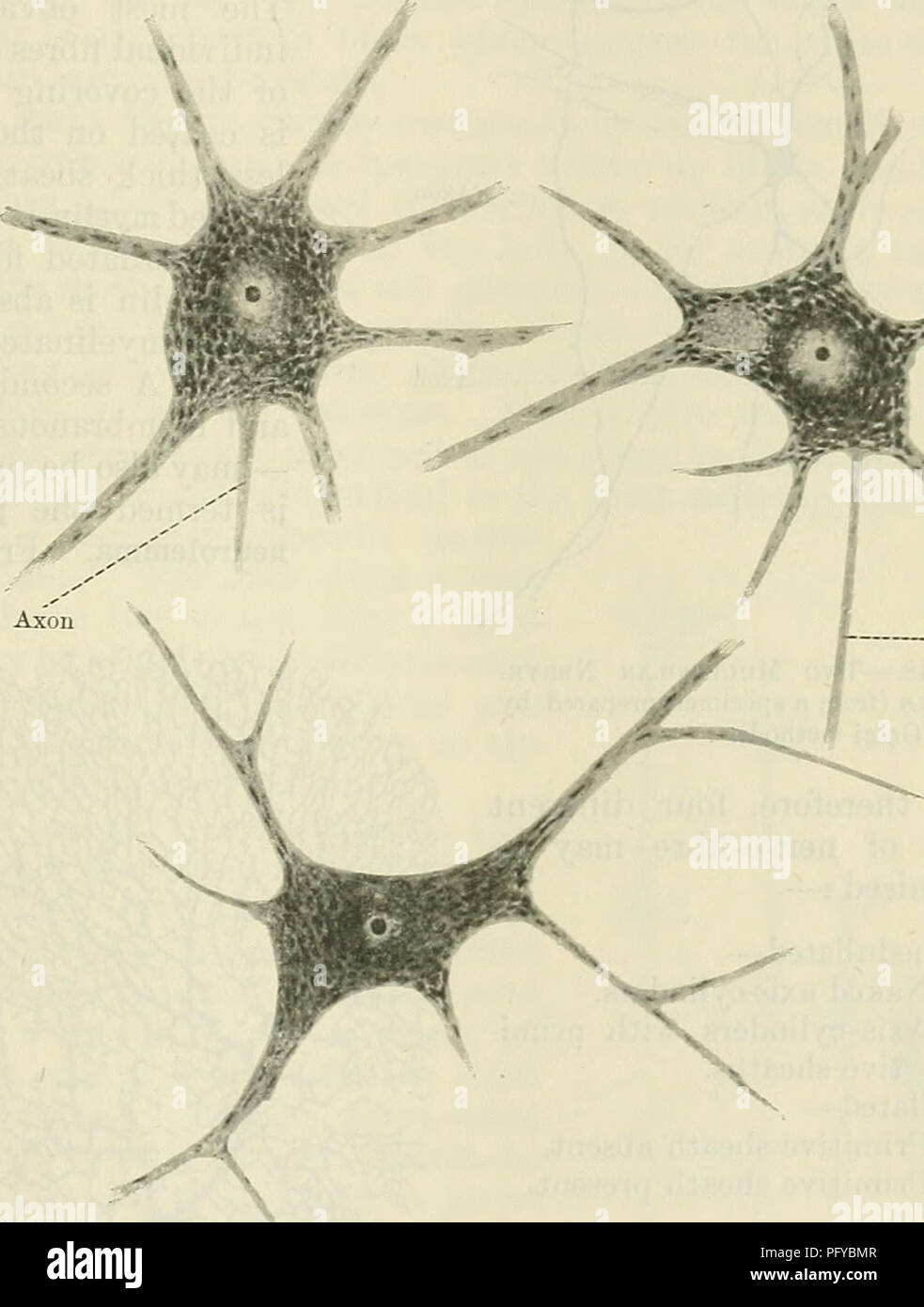 Le *Text-book of Anatomy* de Cunningham fournit une exploration approfondie des cellules du système nerveux, y compris la différenciation des neurones, la structure des cellules nerveuses dans le cerveau et la médulla spinale, ainsi que leurs tailles et fonctions variables. Le texte est une ressource complète pour ceux qui étudient l'anatomie humaine et la neurobiologie. Banque D'Images