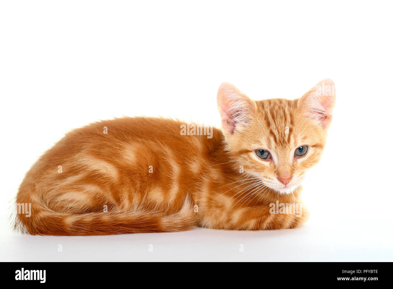 Le gingembre mackerel tabby kitten isolé sur fond blanc Banque D'Images
