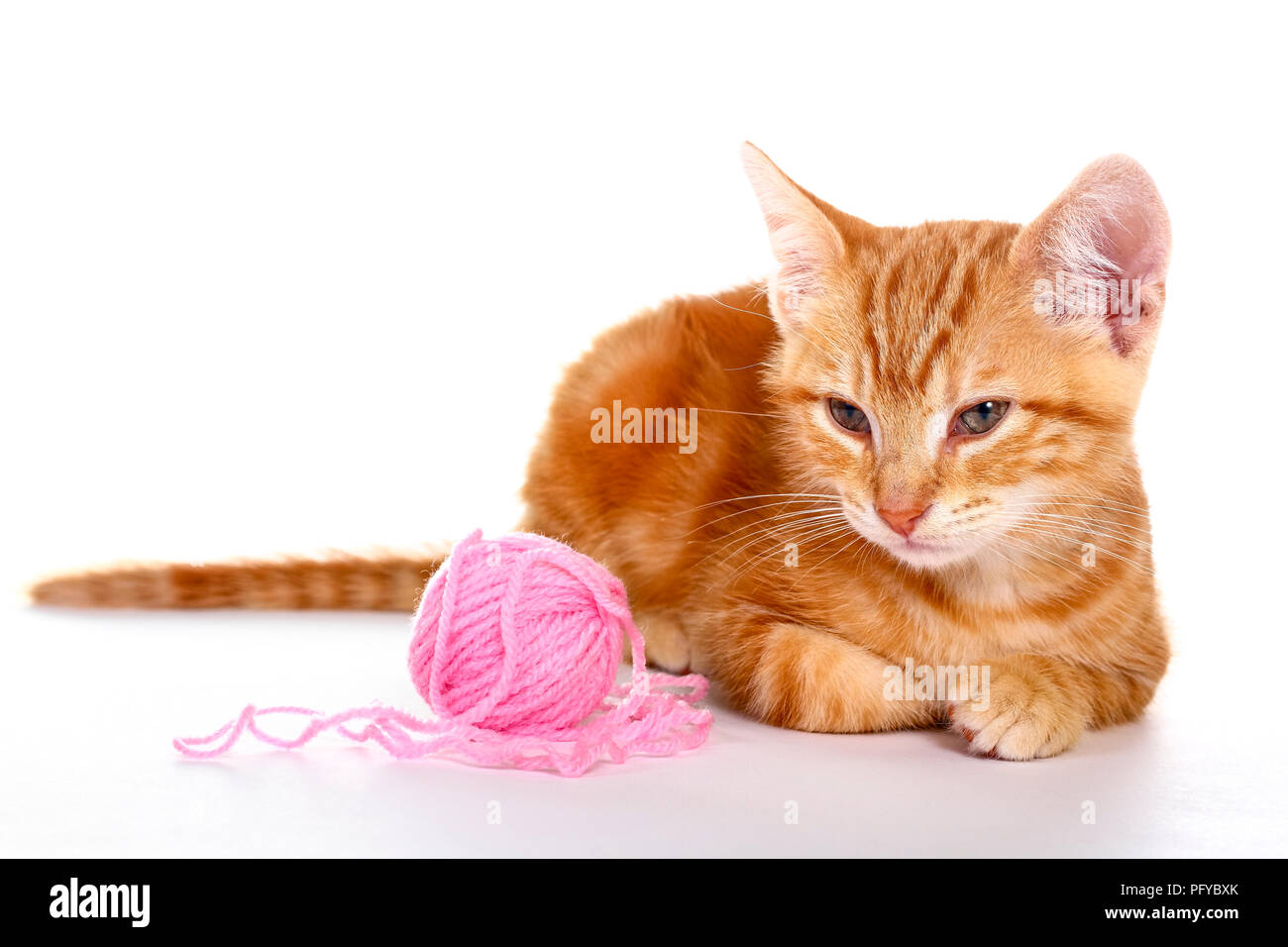 Le gingembre mackerel tabby kitten isolé sur un fond blanc jouant avec une balle de laine rose Banque D'Images