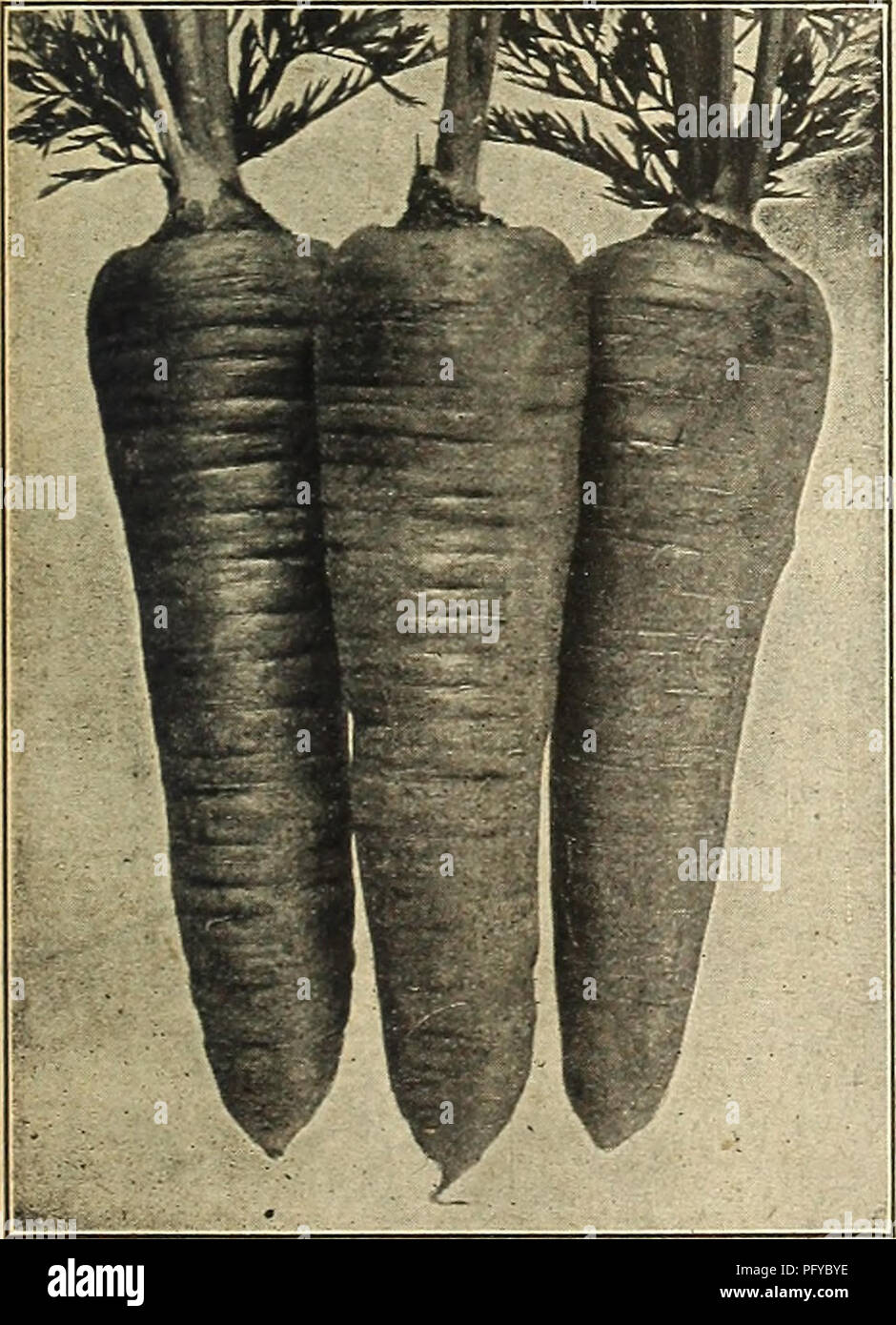 . Currie's Farm et le jardin de printemps annuel : 1921 46e année. Les catalogues de graines de fleurs, graines (plantes) ; Catalogues Catalogues ; Graines de légumes Horticulture pépinières (catalogues) ; plantes ornementales ; catalogues, matériel et fournitures de jardinage Catalogues. Marché de Milwaukee-dans la forme, la couleur et l'aspect général de ce genre est une amélioration sur le très connu Danvers. Elle est large à l'encolure et progressivement réduit à un objet contondant, fait de base. En couleur c'est un beau orange vif. La chair est tendre et douce tout au long de, Danvers. et est presque entièrement à l'abri de base. C'est l'un des plus petit Banque D'Images