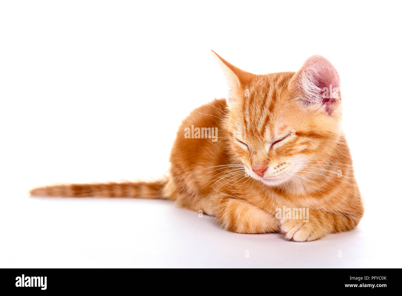 Le gingembre mackerel tabby kitten isolé sur fond blanc Banque D'Images