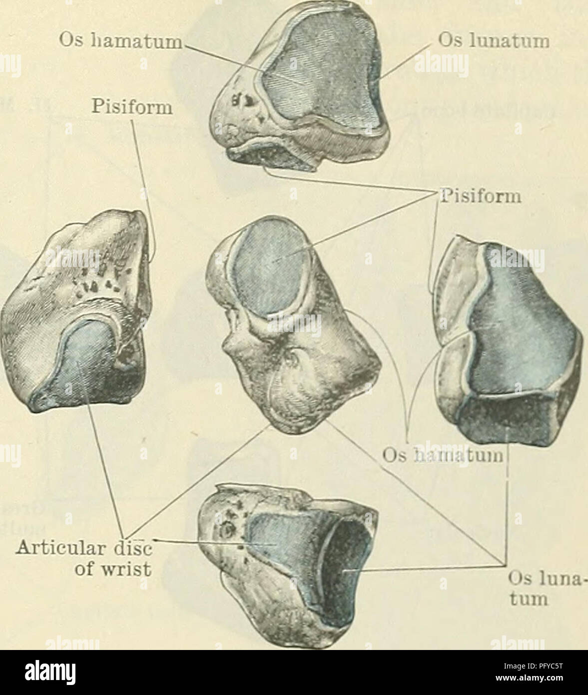 ce-texte-d-anatomie-couvre-le-carpe-humain-poignet-d-taillant-l-os