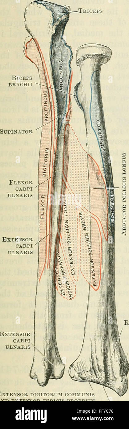 Ce texte anatomique fournit une description détaillée de l'os radius, en se concentrant sur son mouvement dans l'encoche radiale du cubitus. Il explique les caractéristiques anatomiques telles que la circonférence latérale plus étroite et la tubérosité radiale proéminente du côté médial. Le texte illustre la structure et la fonction du rayon dans la rotation de l'avant-bras. Banque D'Images