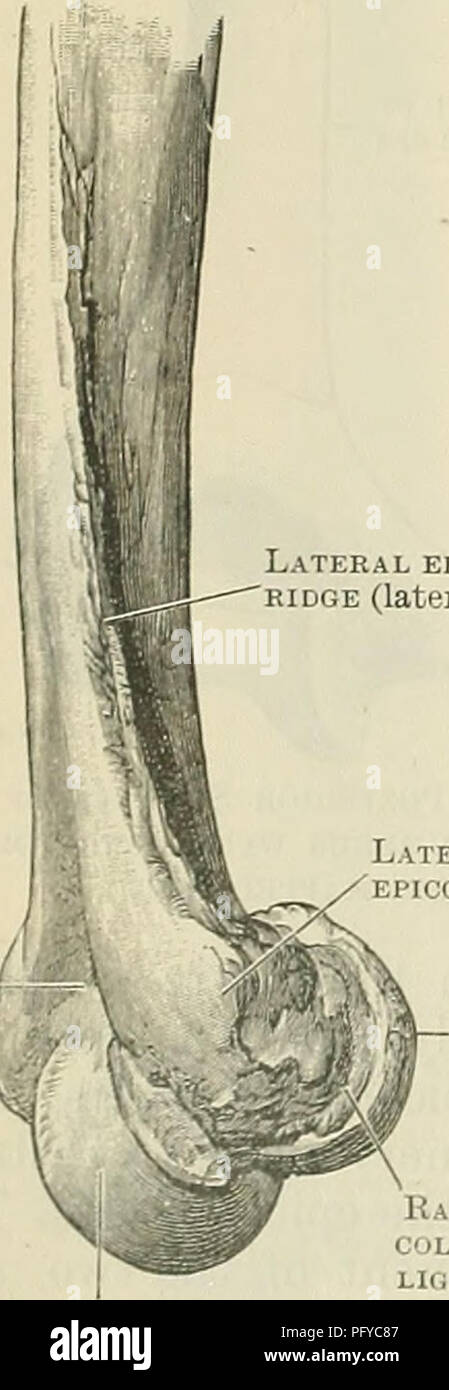 . Cunningham's Text-book de l'anatomie. L'anatomie. Olecranon fossa foe Groove du nerf cubital Fig. 199.-distal Aspect de l'ex-distale 4 tremitt du b.n'humérus. La face postérieure de la moitié distale de l'arbre est lisse et arrondie d'un côté à l'autre ; un peu aplatie en bas, où l'ensemble de l'arbre a tendance à incliner vers l'avant, il s'agit- de chaque côté continue avec la partie postérieure de la surface, les epicondyles de médial qui est cannelé pour le passage du nerf cubital, tandis que les fournitures latérale une origine pour l'un- coneus muscle. Le chef médial du muscle triceps a un ext Banque D'Images