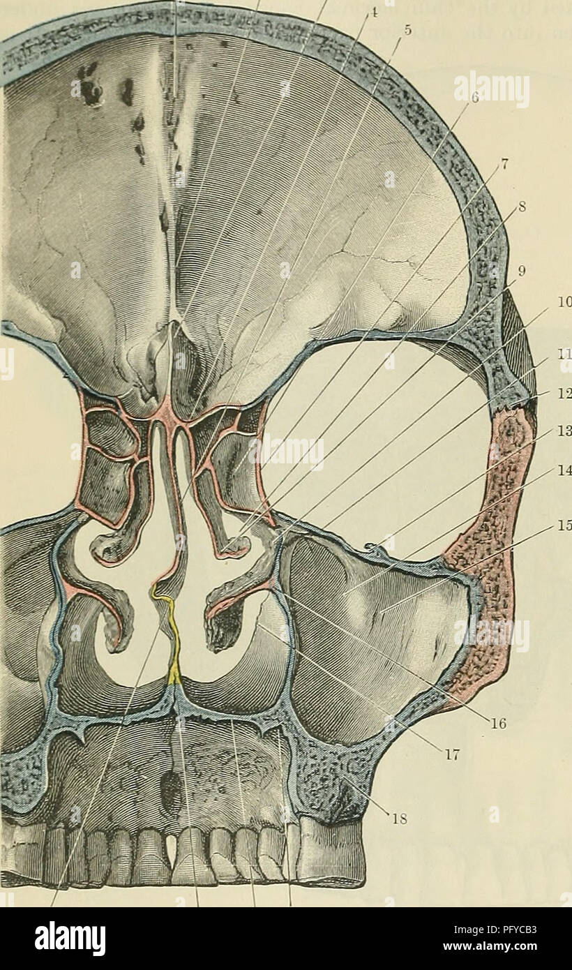. Cunningham's Text-book de l'anatomie. L'anatomie. 188 l'ostéologie. derrière le processus zygomatique de l'os frontal au-dessus ; inferiorly il passe dans le processus alvéolaire du maxillaire dans l'intervalle entre la première et deuxième molaires. La boîte crânienne, orbital, nasales et les cavités maxillaires sont tous les ex- posés, avec le toit de la bouche. La partie antérieure de la fosse crânienne est plus affirmée dans son centre, où sa parole est formé par la plaque criblée de l'ethmoïde ; ce sponds- au niveau de l'zygo- matico-suture frontale latéralement. D'un côté ou de l'étage de la Fossa bosses vers le haut, Banque D'Images