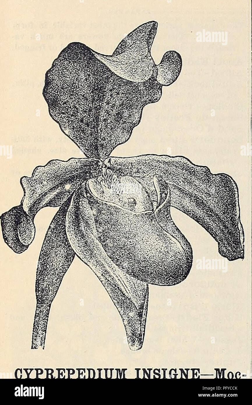 . Currie Bros.' guide horticole : printemps 1888. Pépinière Wisconsin ; Catalogues Catalogues de graines de fleurs, graines (plantes) ; catalogues de graines de plantes ornementales ; catalogues, catalogues, matériel et fournitures de jardinage Catalogues. 70 Qjrri^ Bros/( J^^ortiealtiJral Guide.-. INSIGNE CYPREPEDIUM-Moc- casiii pantoufle ou fleur. Une orchidée de specifs, facile d rovth eacli j; : 1,00. Veuillez noter que ces images sont extraites de la page numérisée des images qui peuvent avoir été retouchées numériquement pour plus de lisibilité - coloration et l'aspect de ces illustrations ne peut pas parfaitement ressembler à l'original w Banque D'Images