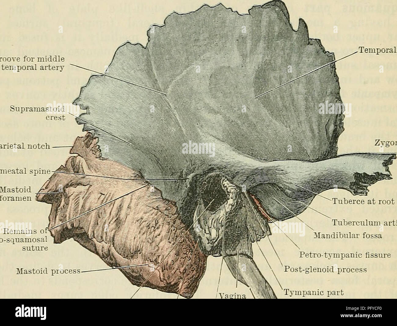 cunningham-s-text-book-de-l-anatomie-l-anatomie-126-l-ost-ologie