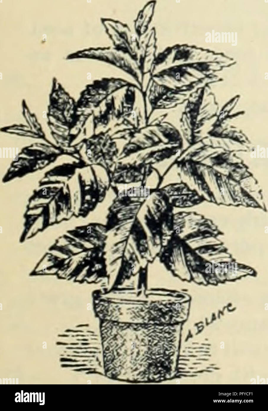 . Currie Bros.' guide horticole : printemps 1888. Pépinière Wisconsin ; Catalogues Catalogues de graines de fleurs, graines (plantes) ; catalogues de graines de plantes ornementales ; catalogues, catalogues, matériel et fournitures de jardinage Catalogues. L'abutilon, ou d'érable à fleurs. Une classe d'arbustes à effet boisé, très utile pour des décorations ou pour la coupe de ; ils pro- duce de grandes quantités de leurs fleurs pendantes en forme de cloche : facile de culture. Ed Layeillon-Briirlit, jaune doré, avec des ombres de la mauve ; très unique. Etendard-rouge profond pourpre ombré ; une grande, fine fleur ; très libre. Fire Banque D'Images