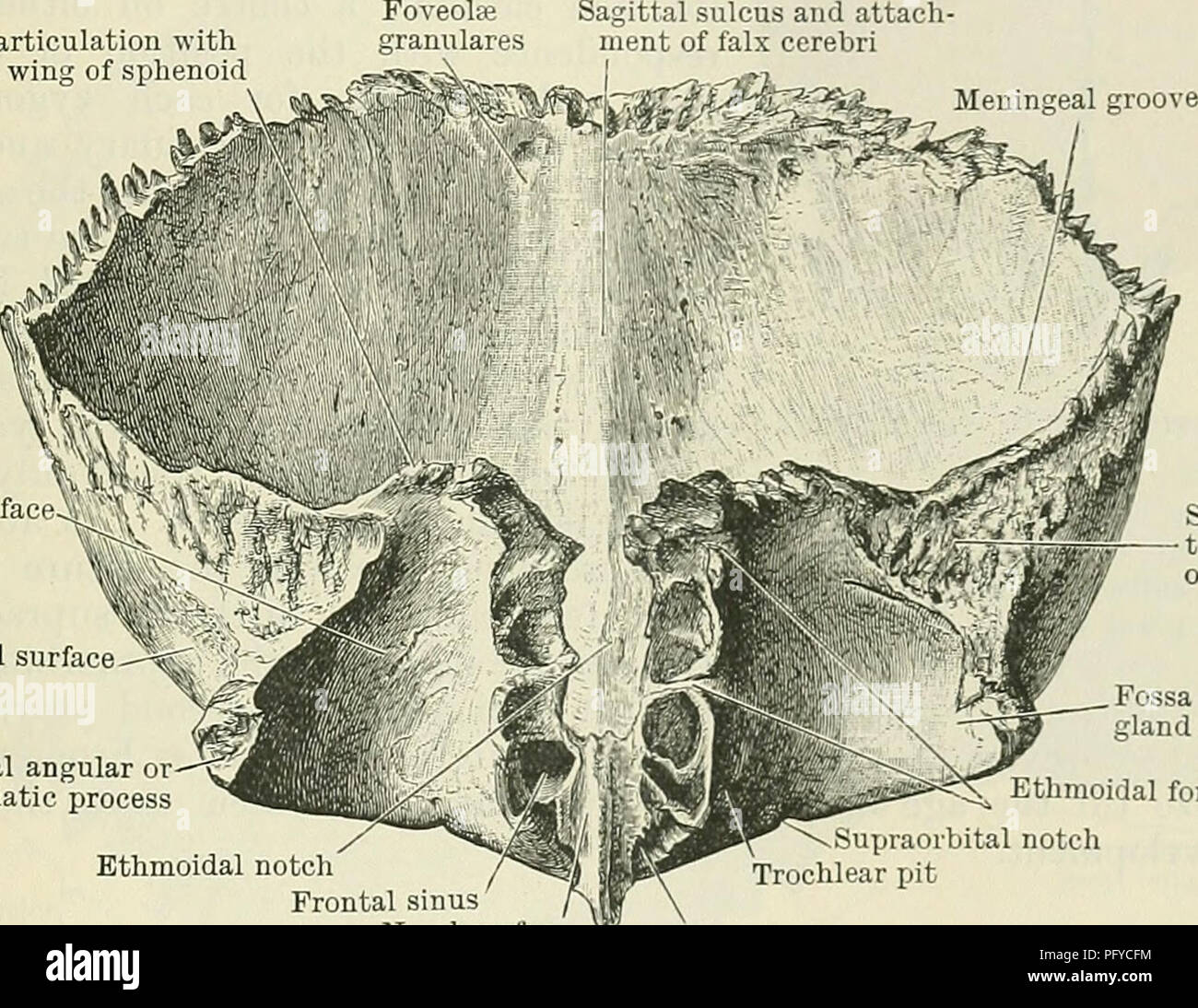 . Cunningham's Text-book de l'anatomie. L'anatomie. Le FKONTAL l'OS. Ethmoïde 117. De chaque côté de la racine de ce processus la pars nasalis (partie nasale) de l'os est cannelé obliquement du haut vers le bas et vers l'avant, et entre dans la formation de l'étroit toit de la cavité nasale. En avant l'encoche nasale est limitée par une surface dentelée en forme de U, la partie médiane de qui articule avec l'os nasal, tandis que de chaque côté le processus frontal des maxilles sont unis avec lui. Derrière cela, au milieu des cellules brisées, les passages menant dans le sinus frontaux sont facilement dis Banque D'Images