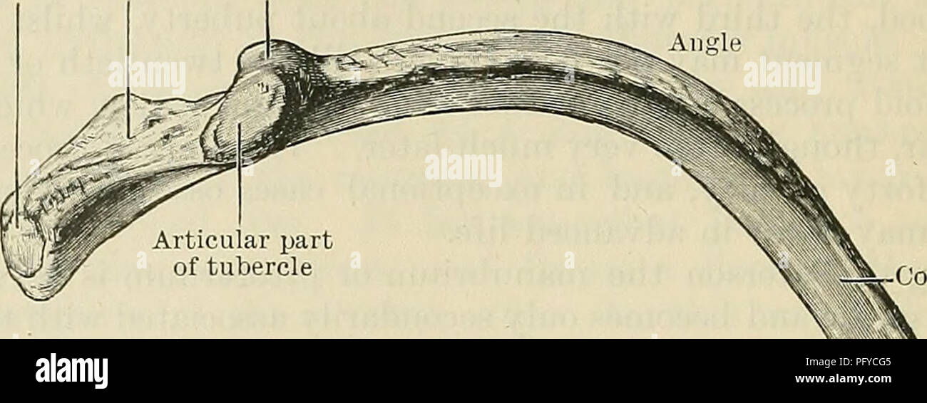 . Cunningham's Text-book de l'anatomie. L'anatomie. L'ostéologie. 110. La septième et huitième, qui sont habituellement les plus longs, sont de deux ans et demi à trois fois la longueur de la première et douzième côtes respectivement. Les arbres sont courbés de façon à les adapter à la forme de la paroi thoracique. Plus aiguës dans la partie supérieure des membres de la série, où les arbres sont plus courts, la courbe s'ouvre au milieu et la partie inférieure du thorax, où le diamètre de la cavité qui sont plus grandes. La courbe, cependant, n'est pas uniforme. Y compris toute la longueur de l'os, il sera perçu comme étant plus accentuée vers Banque D'Images