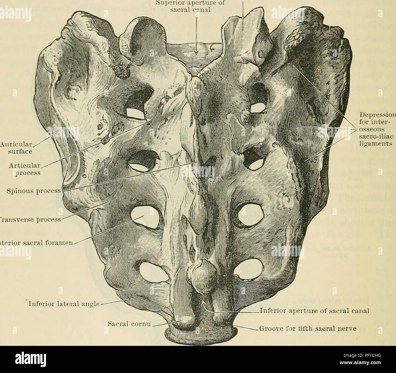 . Cunningham's Text-book de l'anatomie. L'anatomie. 08 OSTÉOLOGIE. laterales), et qui sont en série avec les homologues vrai les apophyses transverses des vertèbres lombaires. La face postérieure de l'os fournit une vaste surface pour l'origine de la sacro - spinalis, tandis que le bord de l'os latéral à la troisième et quatrième donne l'attachement au foramen glutaeus maximus. La base de l'os affiche des caractéristiques plus conformément à une vertèbre. Au niveau central, et en face, est placé le corps, la surface supérieure de qui articule avec la dernière vertèbre lombaire au moyen Banque D'Images